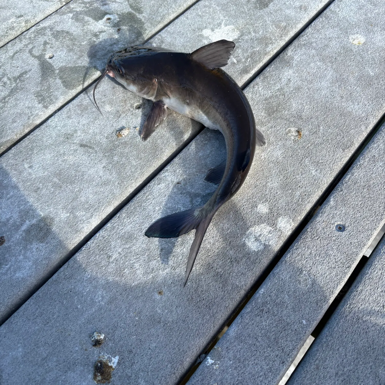 Hardhead sea catfish caught on Fishbrain