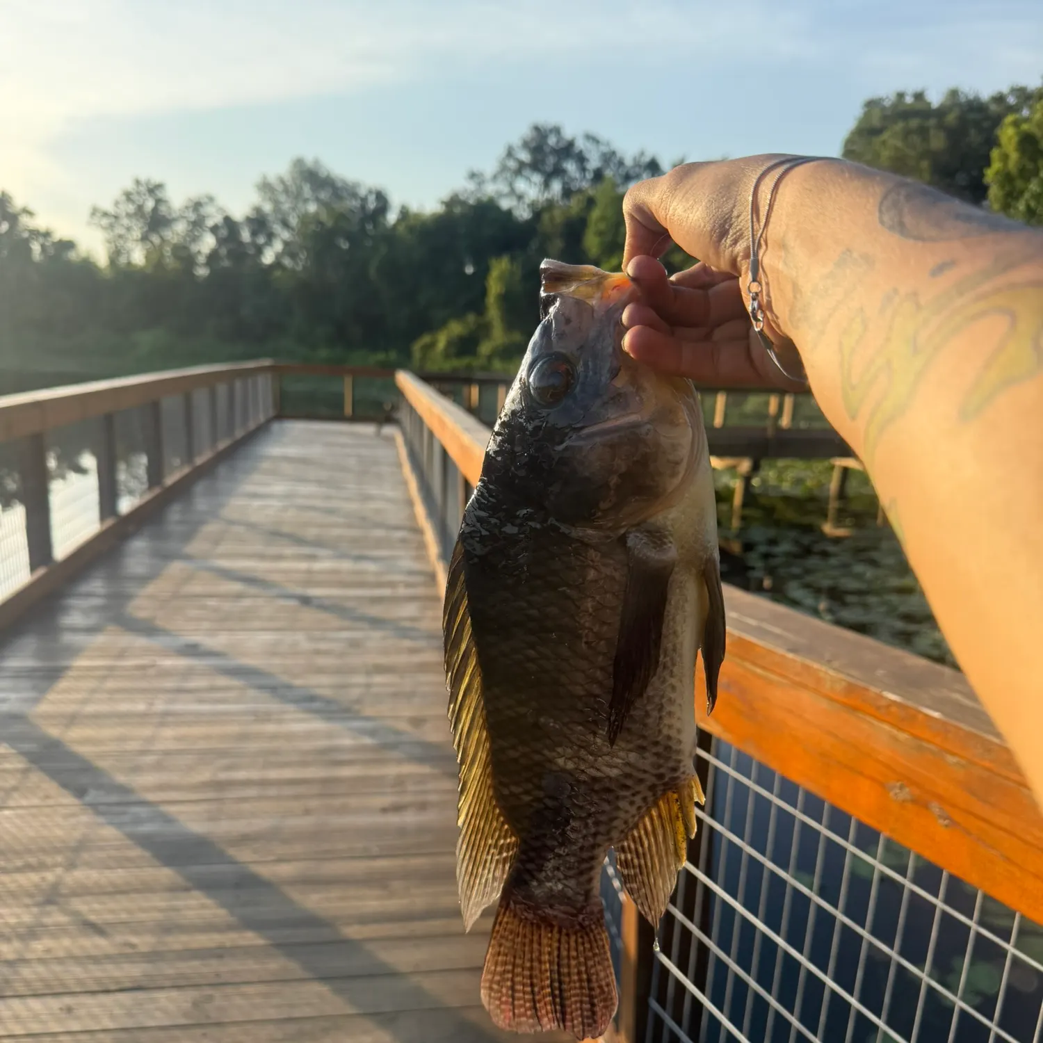 recently logged catches