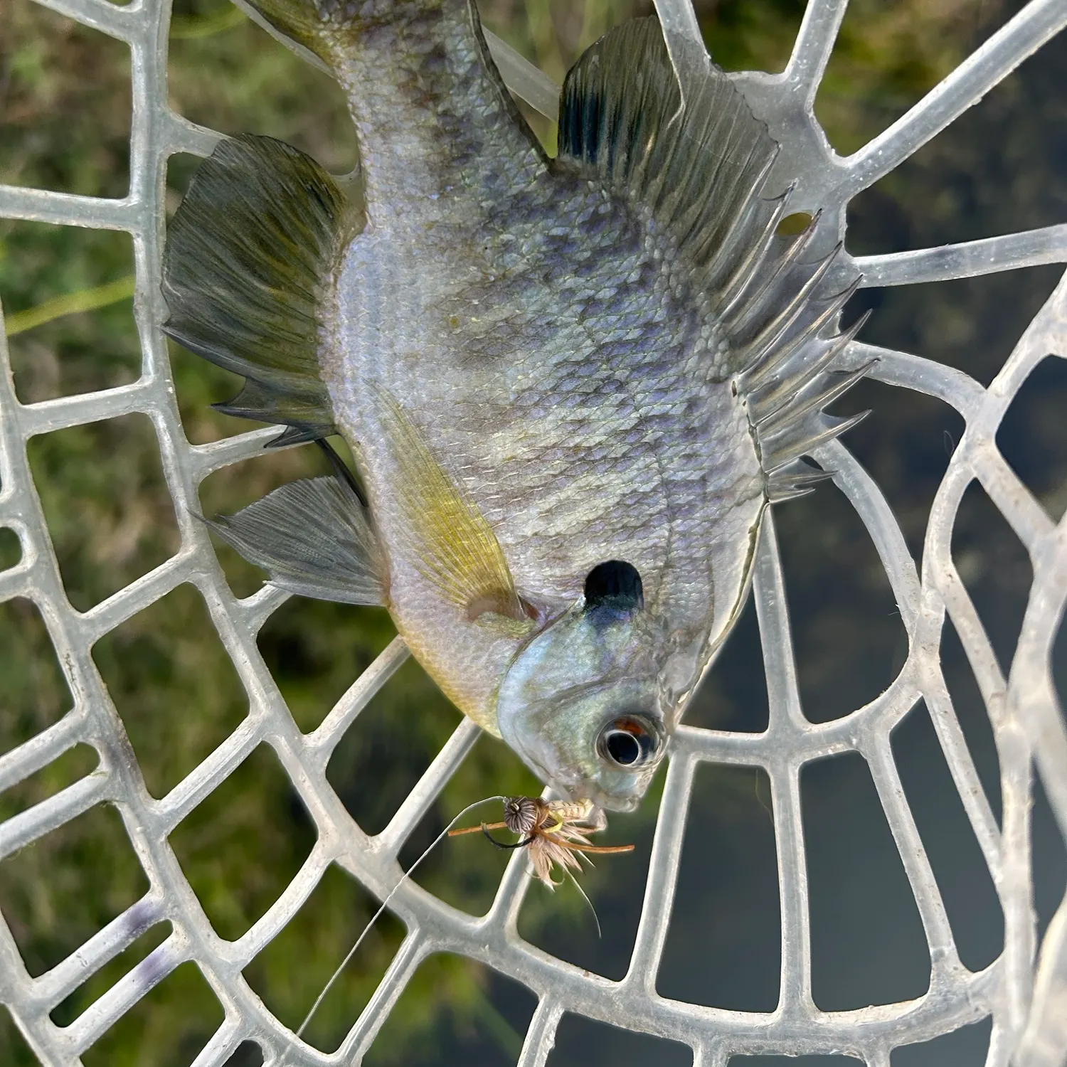 Bluegill caught on Fishbrain