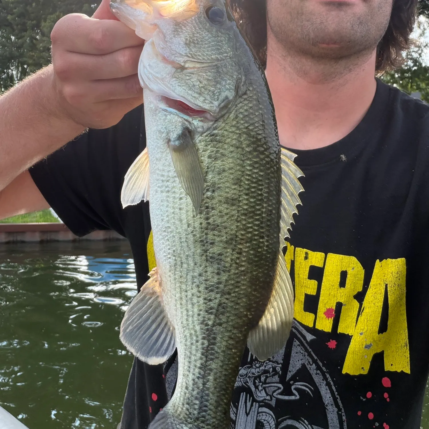 Largemouth bass caught on Fishbrain