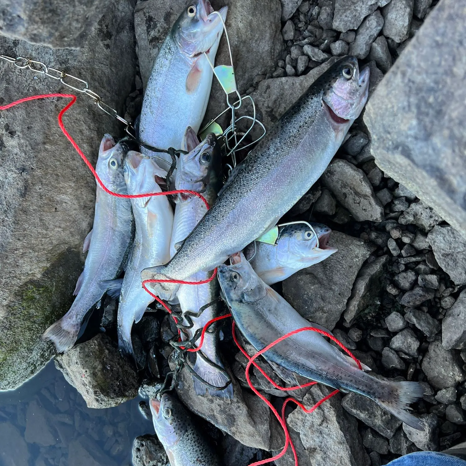 recently logged catches