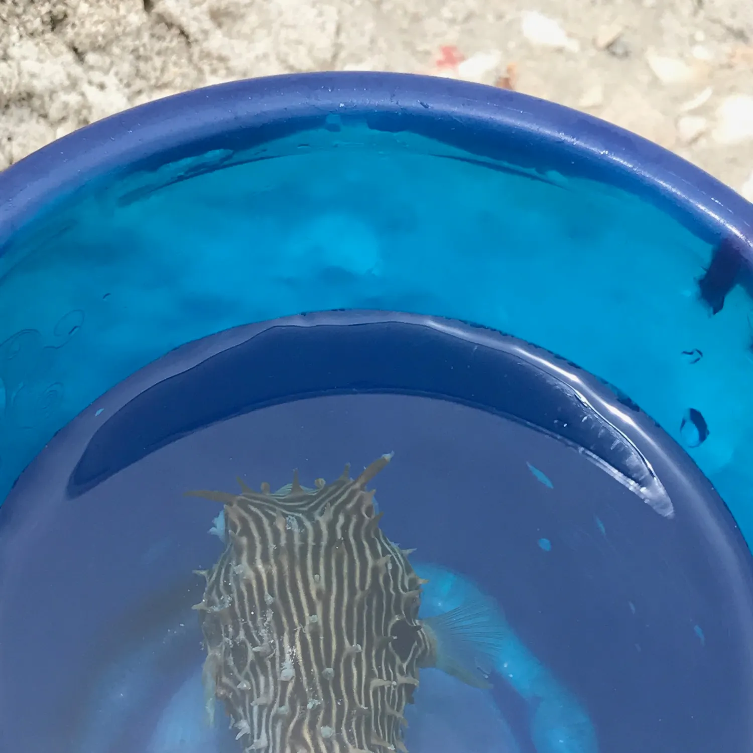 The most recent Evileye pufferfish catches on Fishbrain