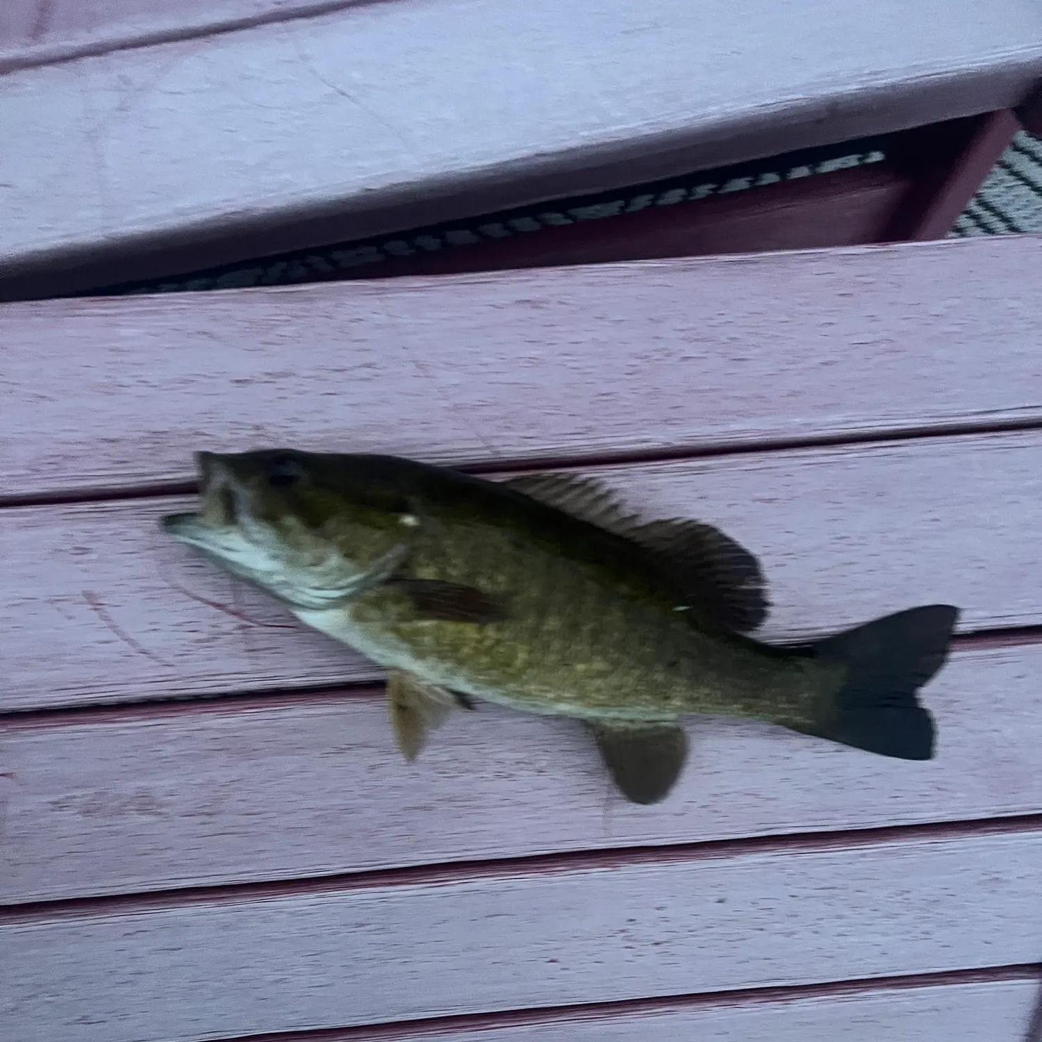 Smallmouth bass caught on Fishbrain