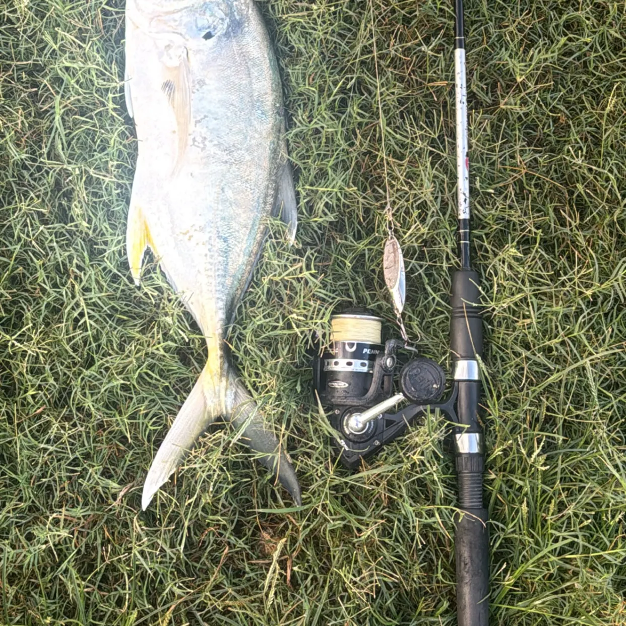 Crevalle jack caught on Fishbrain