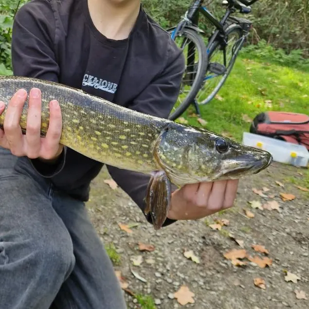 Northern pike caught on Fishbrain