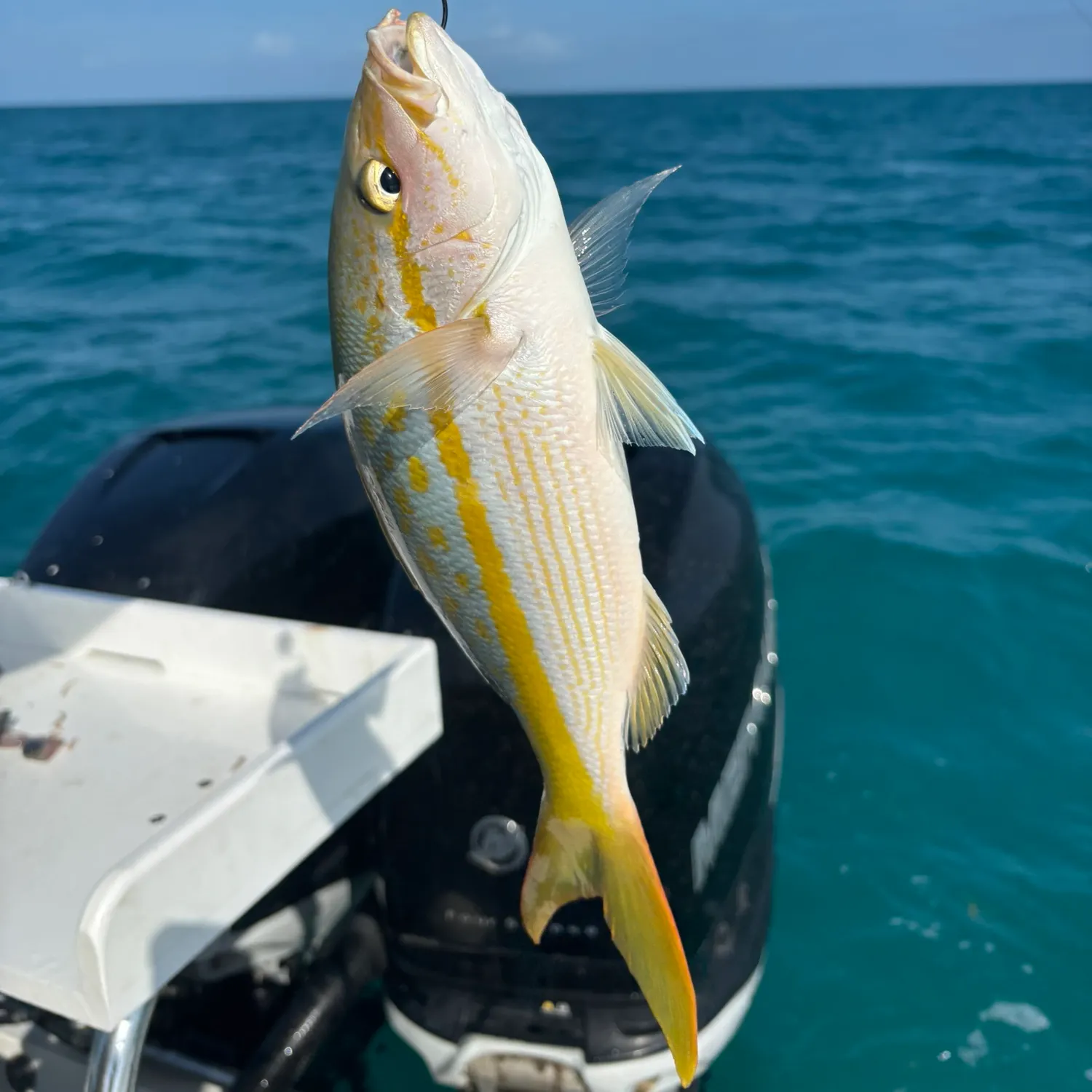 The most recent Yellowtail snapper catches on Fishbrain