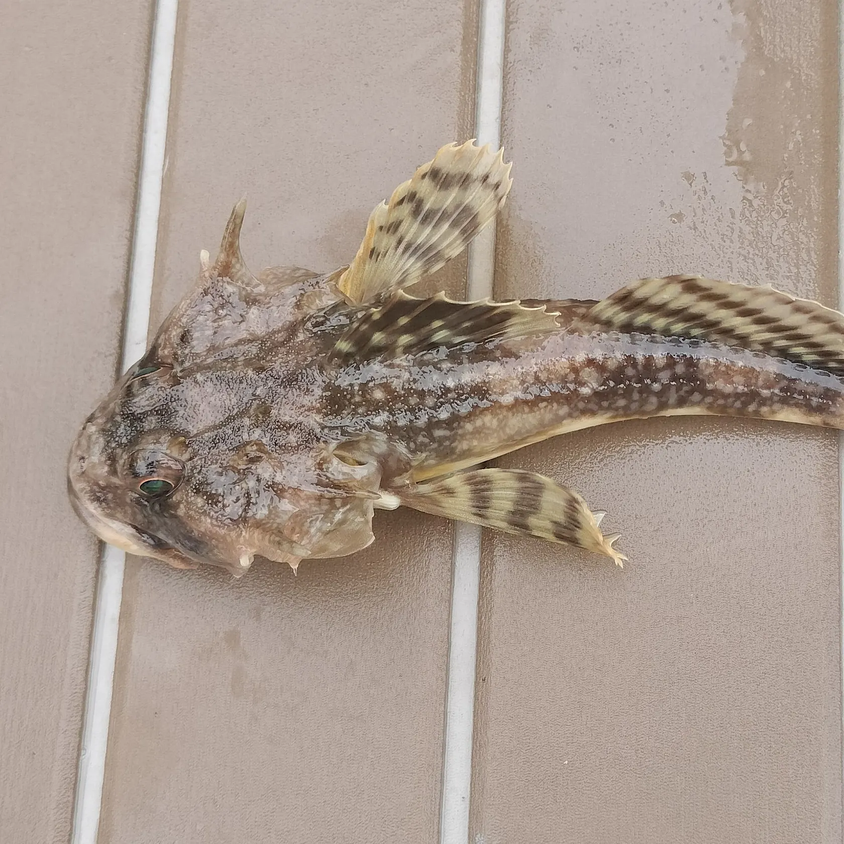 The most recent Longspined bullhead catches on Fishbrain