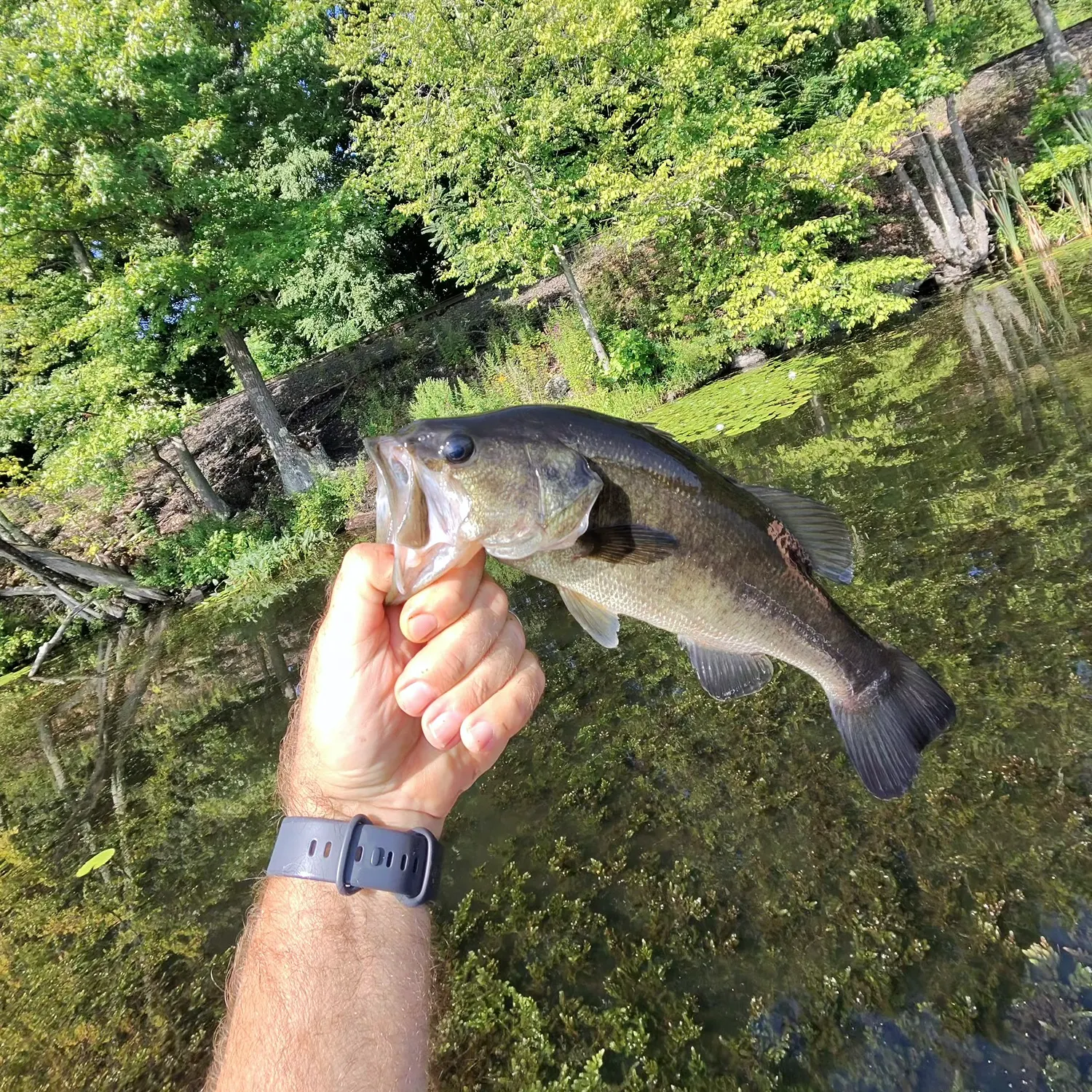 Largemouth bass caught on Fishbrain