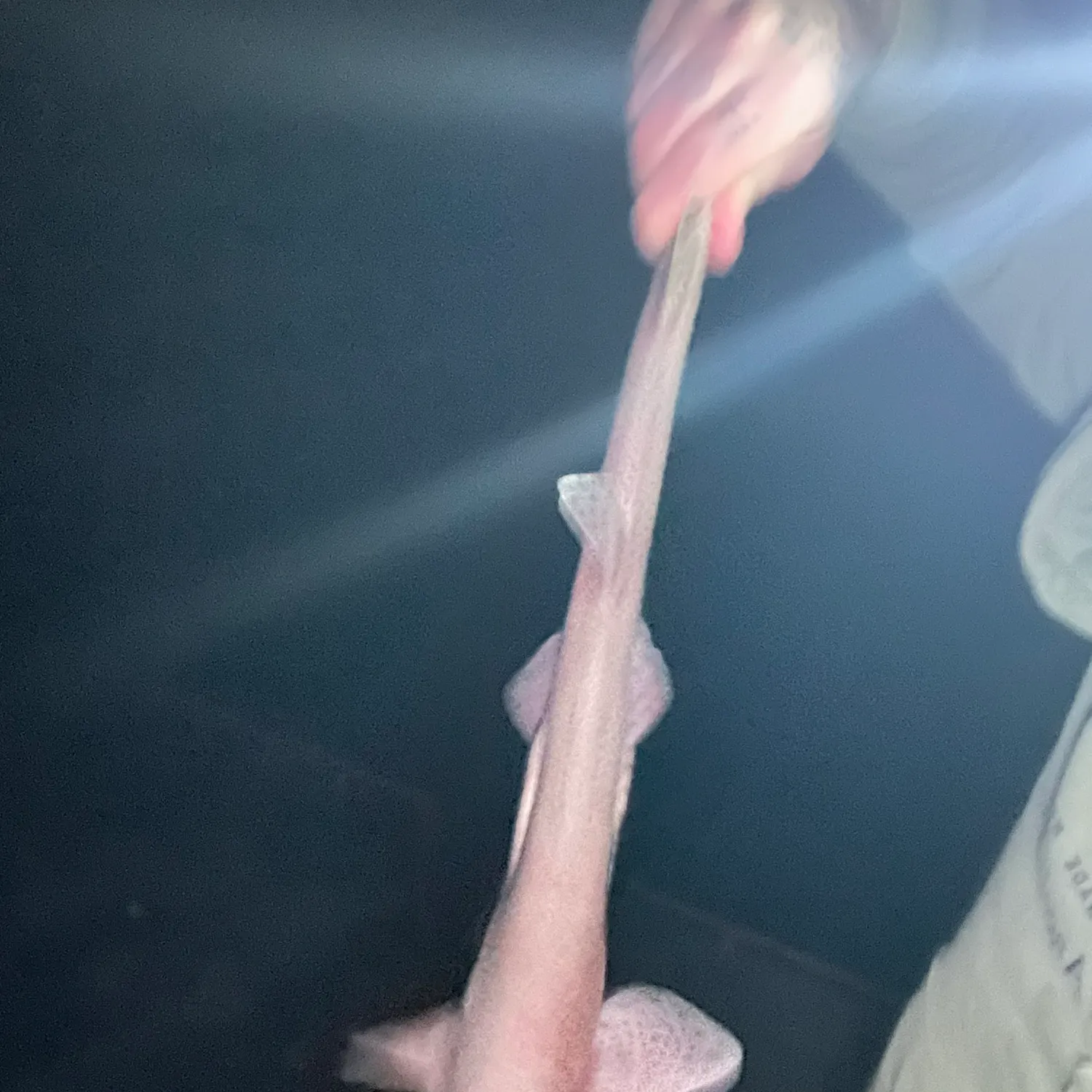 The most recent Lesser spotted dogfish catches on Fishbrain