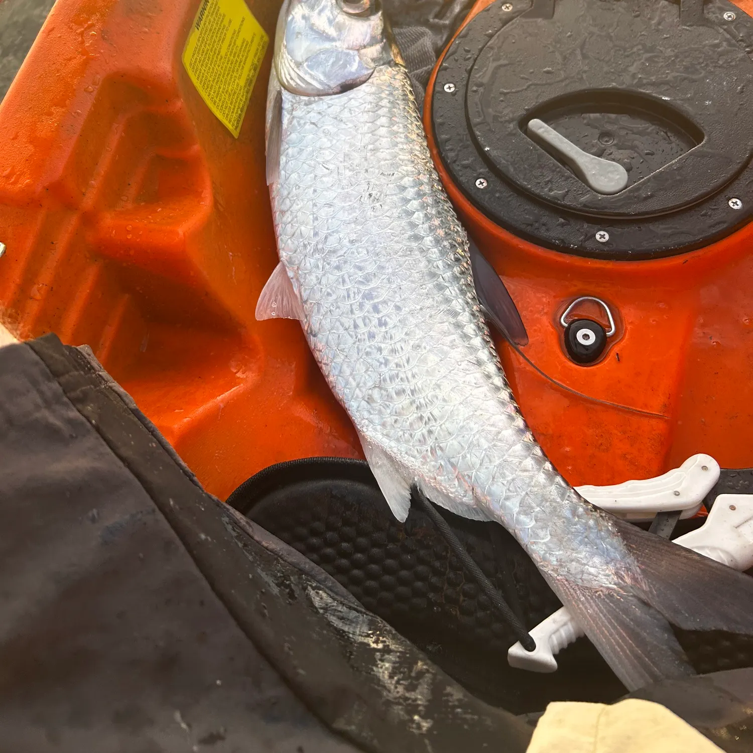 The most recent Tarpon catches on Fishbrain