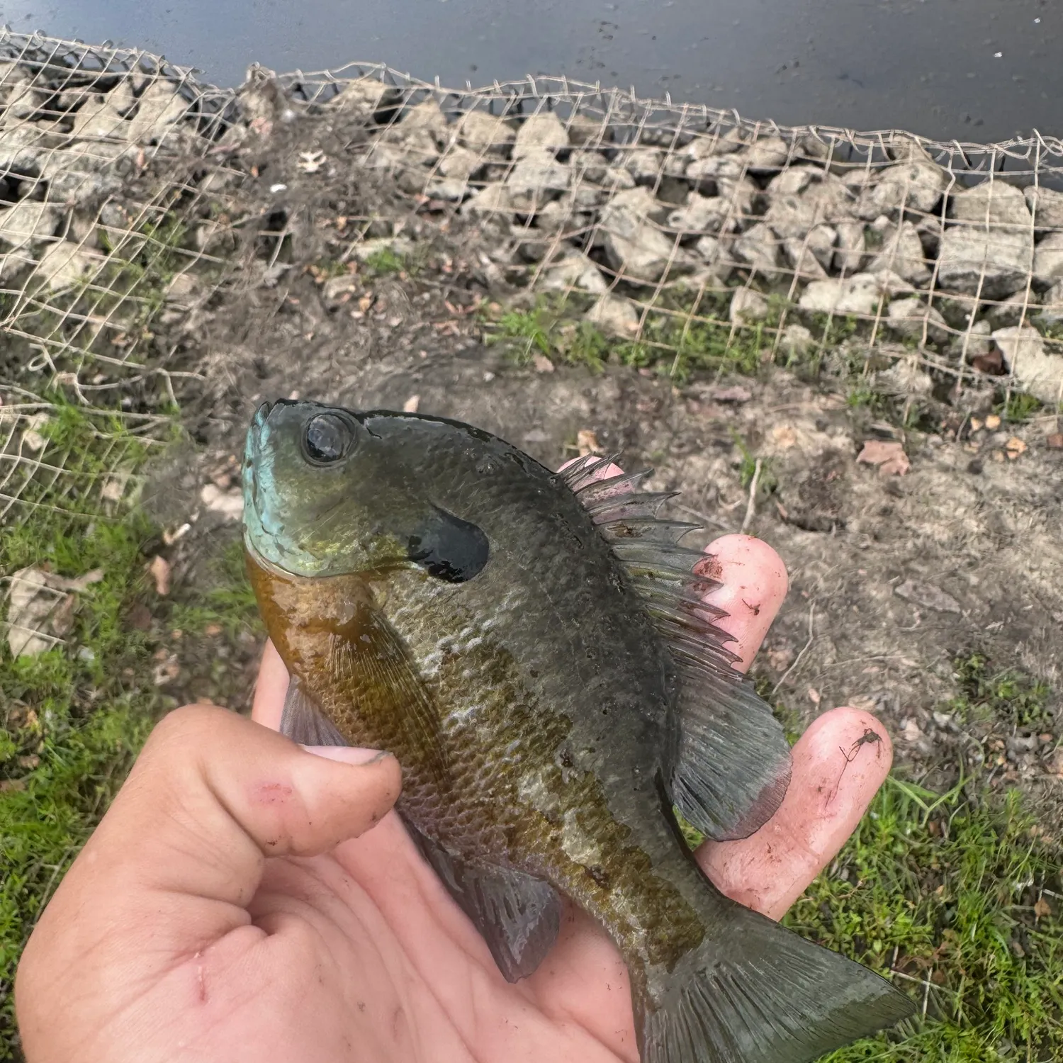 Bluegill caught on Fishbrain