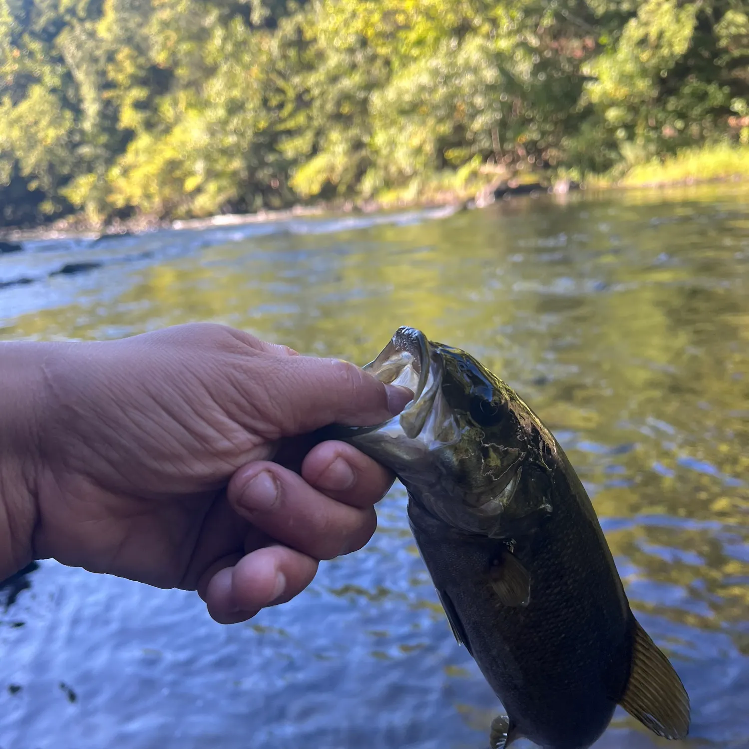 Smallmouth bass caught on Fishbrain