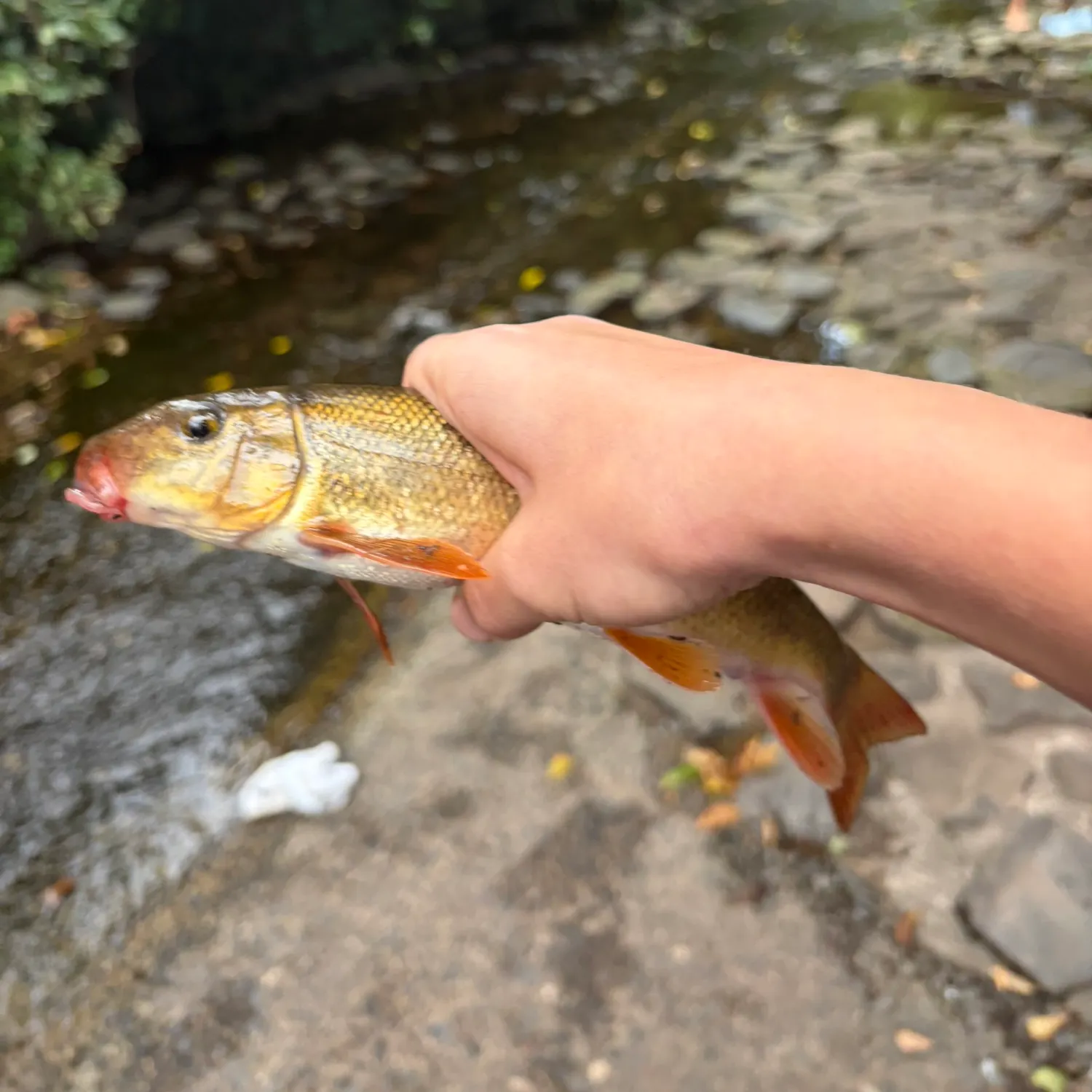 Golden redhorse caught on Fishbrain