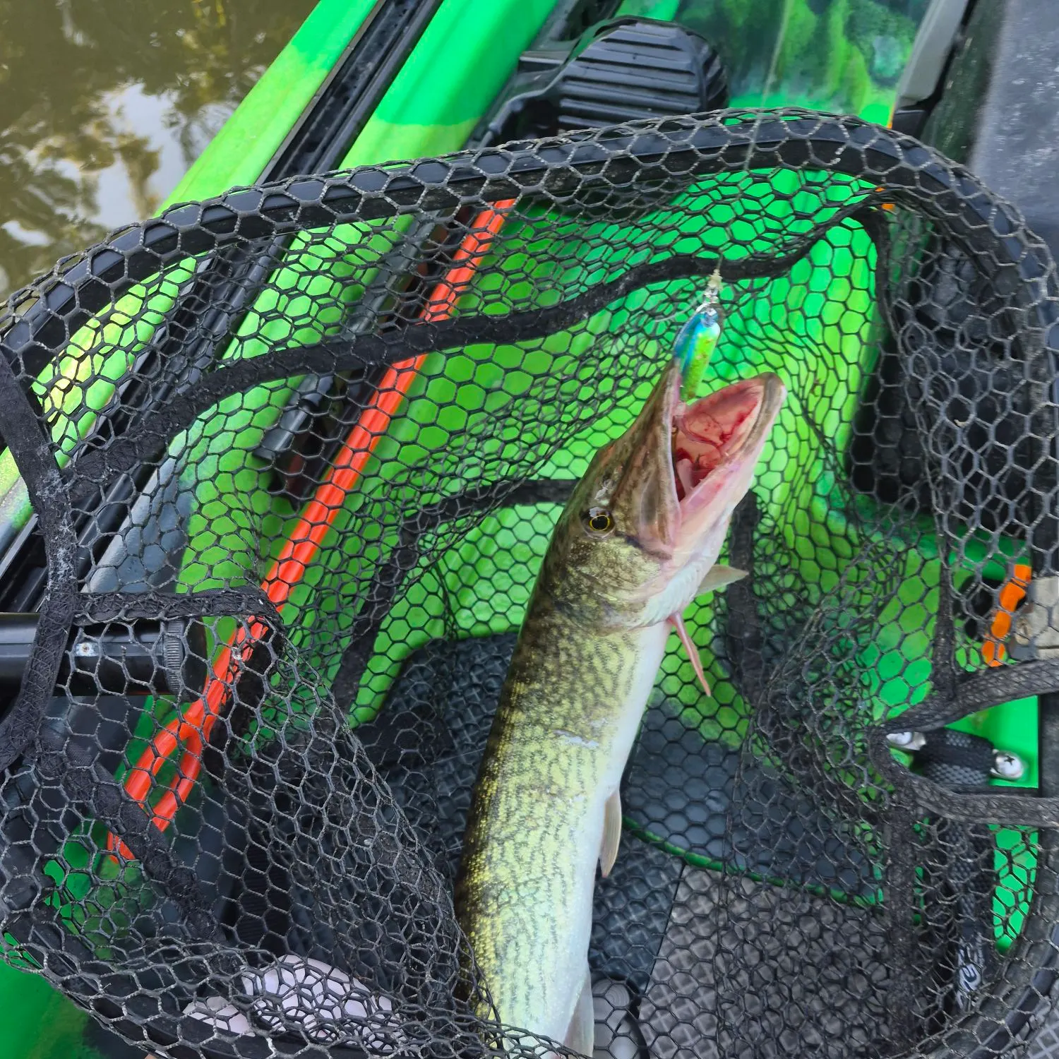 Chain pickerel caught on Fishbrain