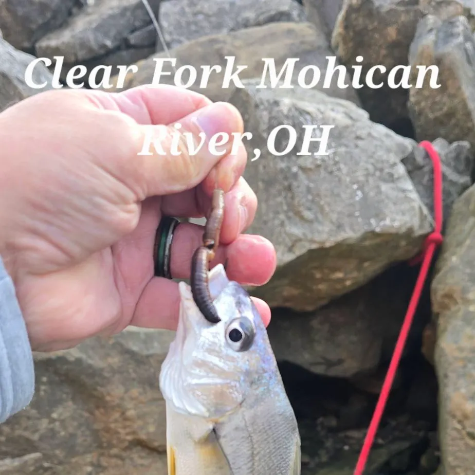Freshwater drum caught on Fishbrain