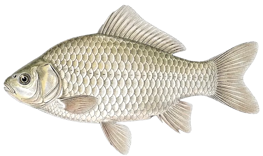 Prussian carp