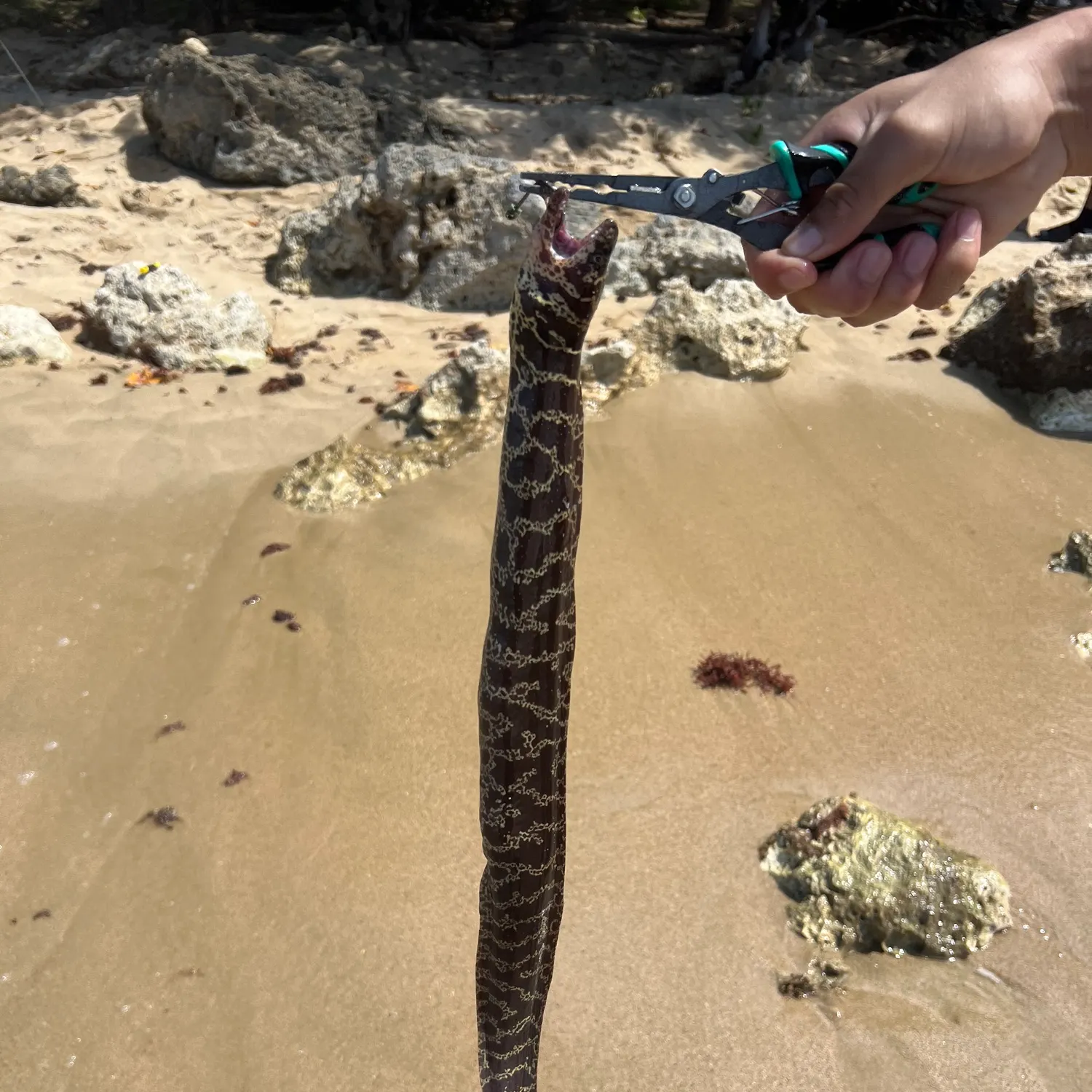 The most recent Reticulate hookjaw moray catches on Fishbrain