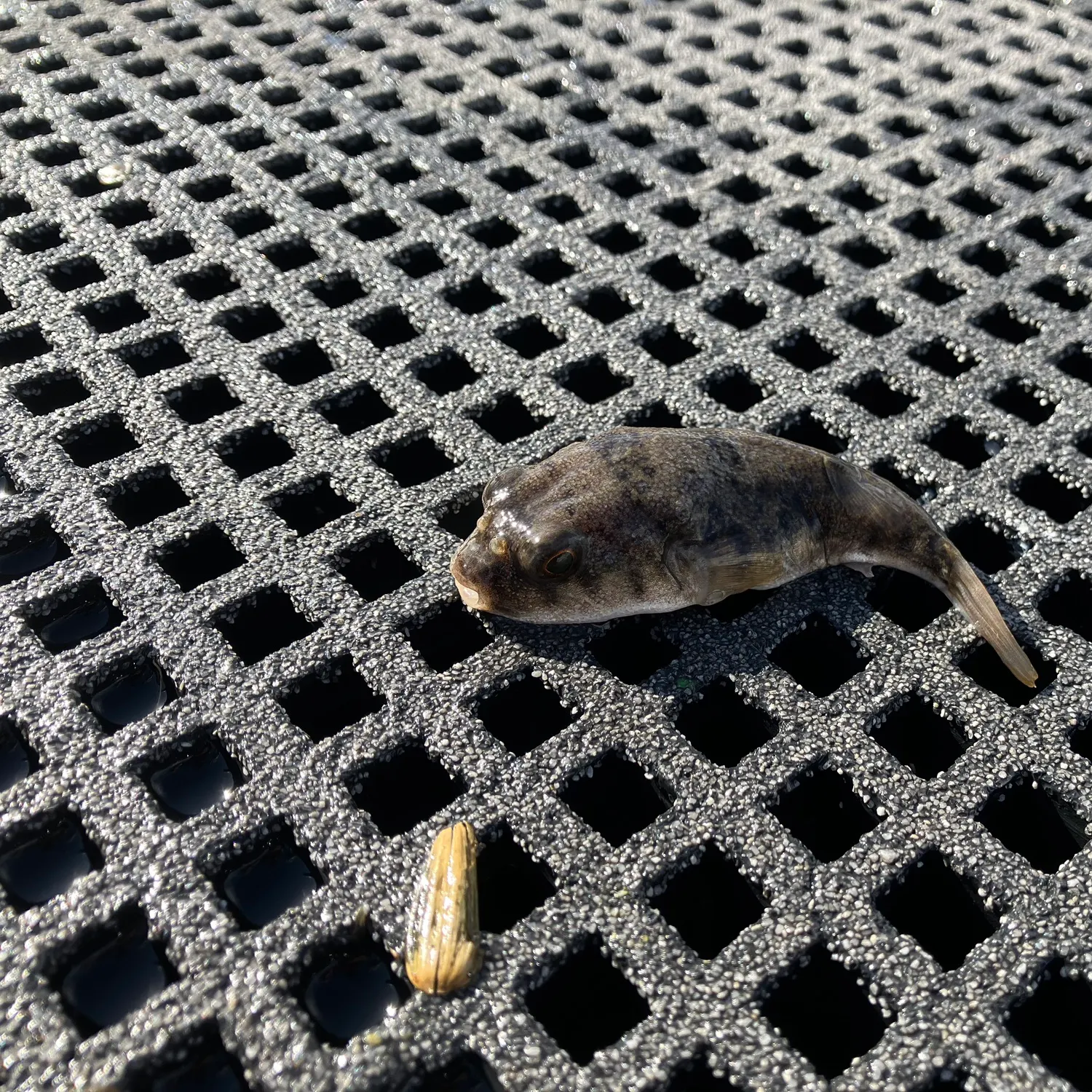 The most recent Smooth toadfish catches on Fishbrain
