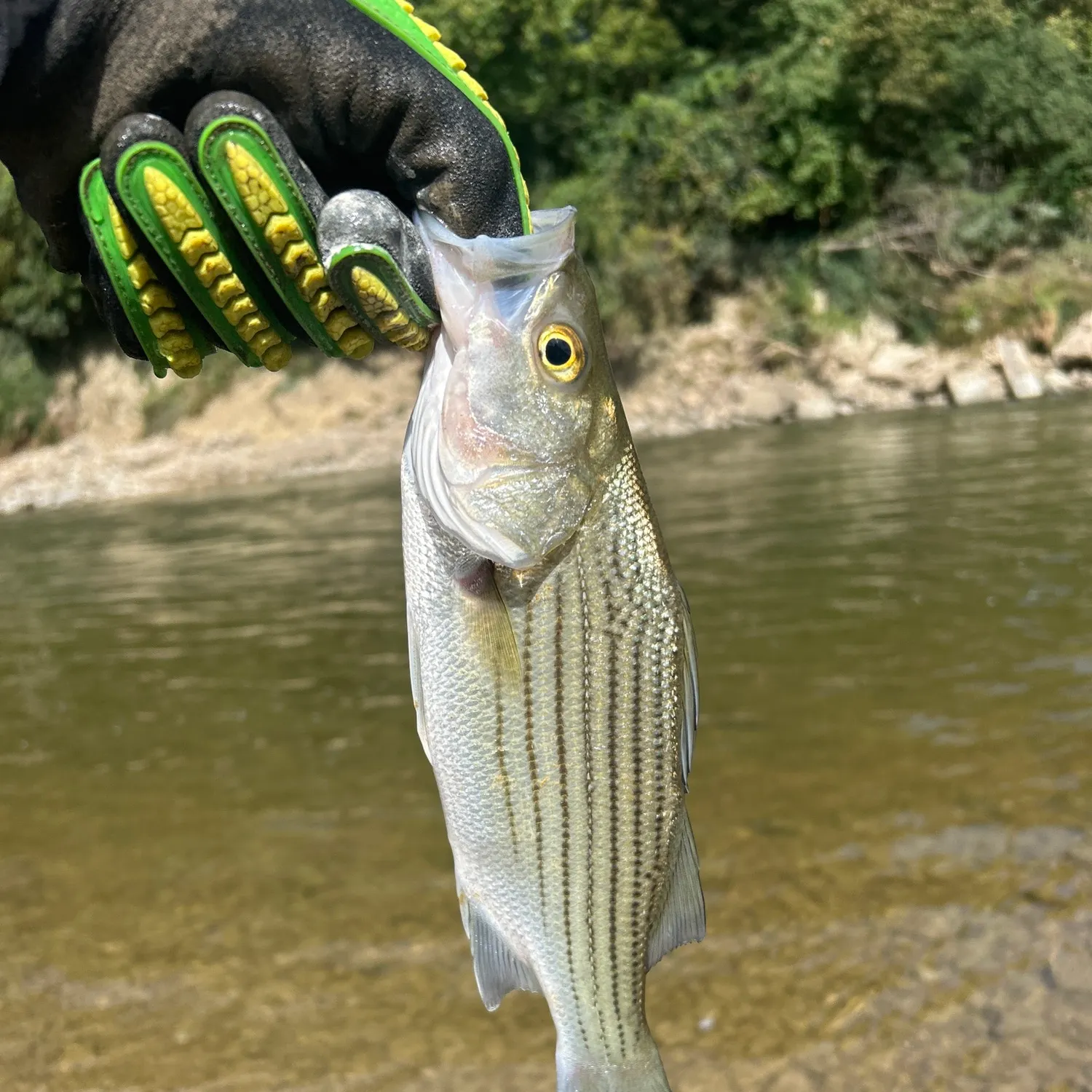 Striped bass caught on Fishbrain