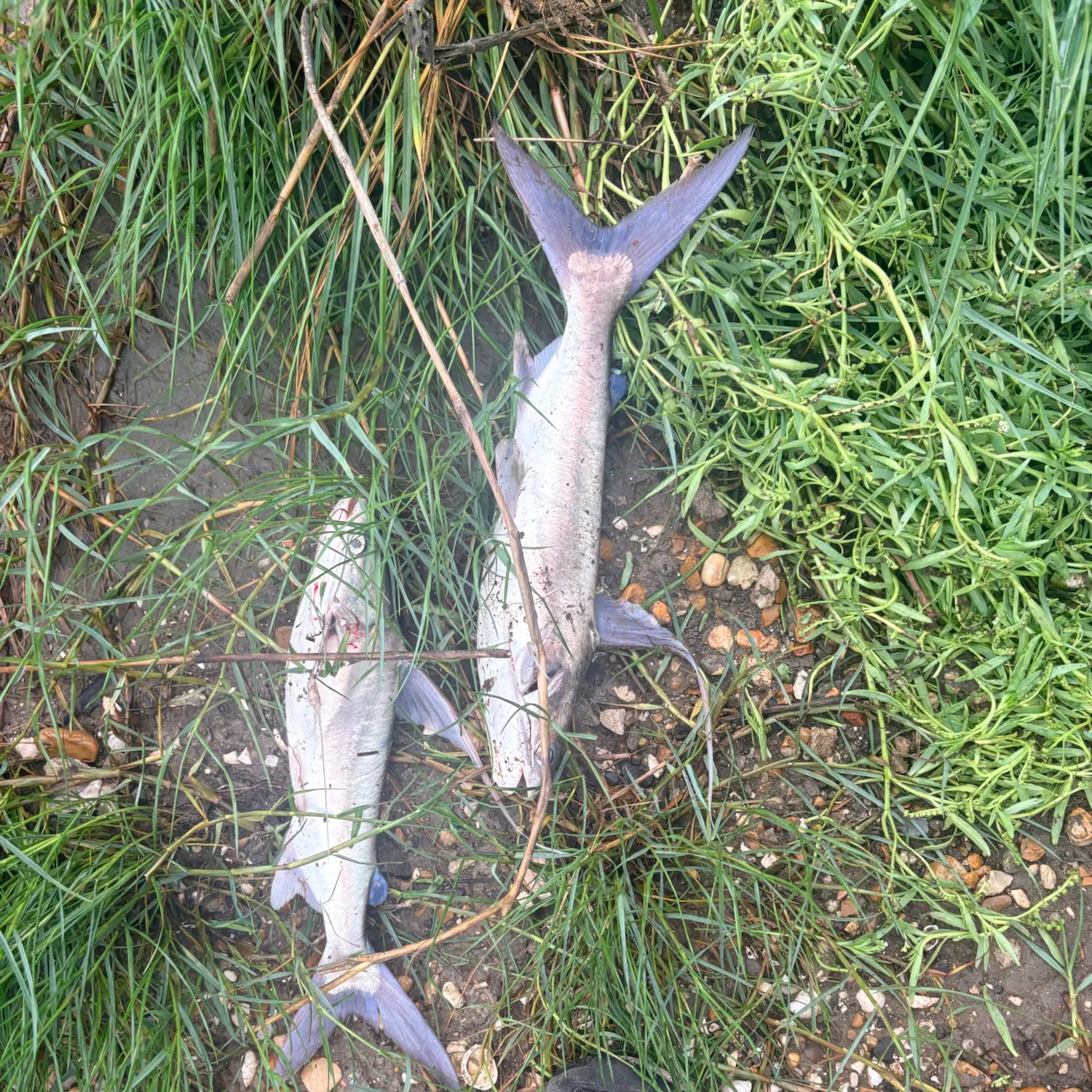 Fish caught on Fishbrain
