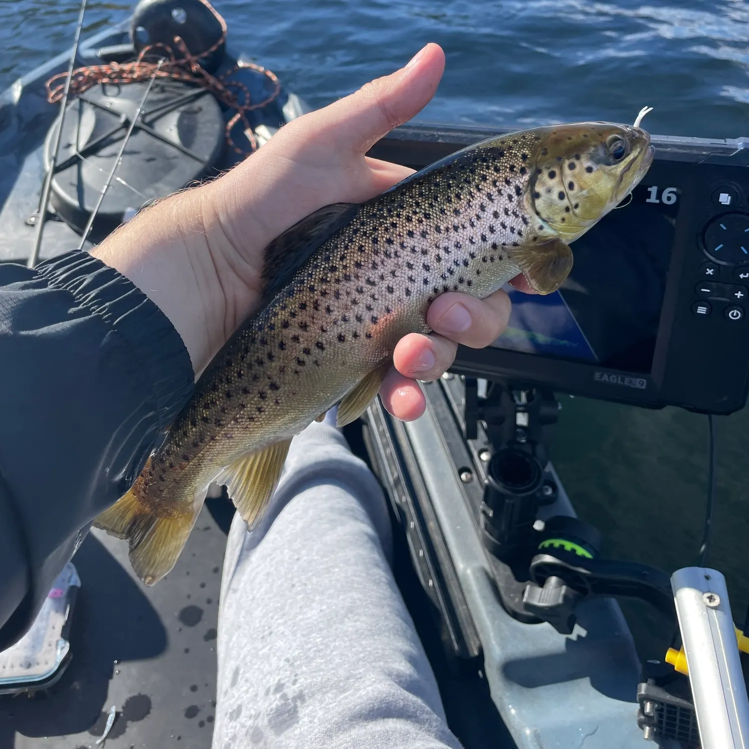 Brown trout caught on Fishbrain