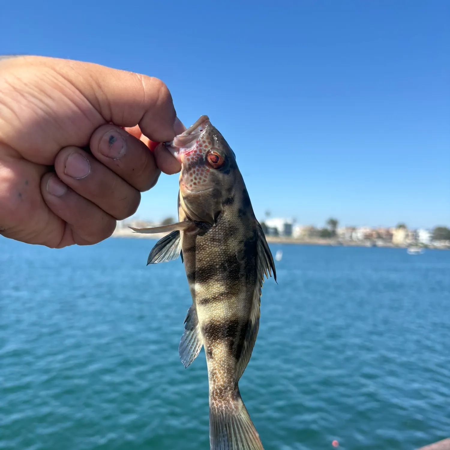Barred sand bass caught on Fishbrain