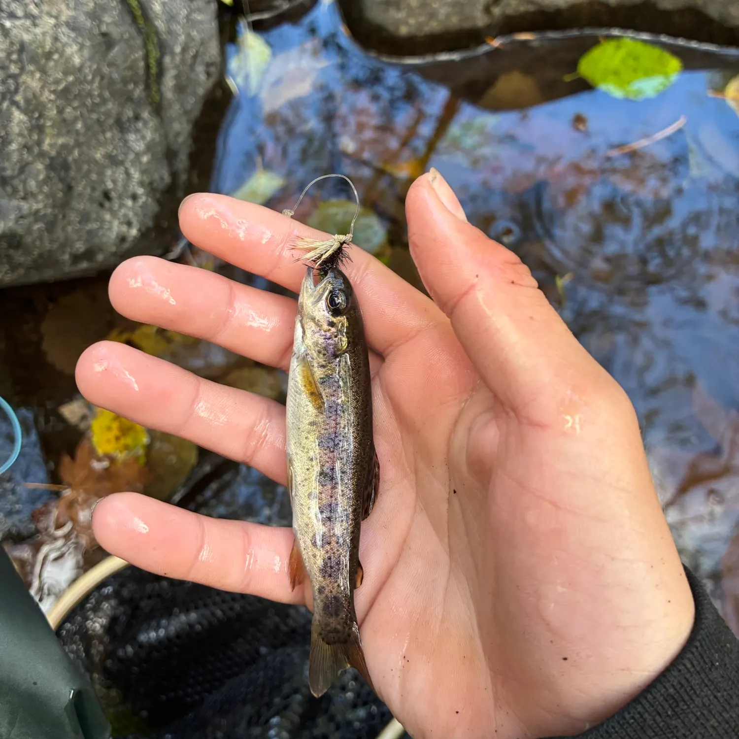 Rainbow trout caught on Fishbrain