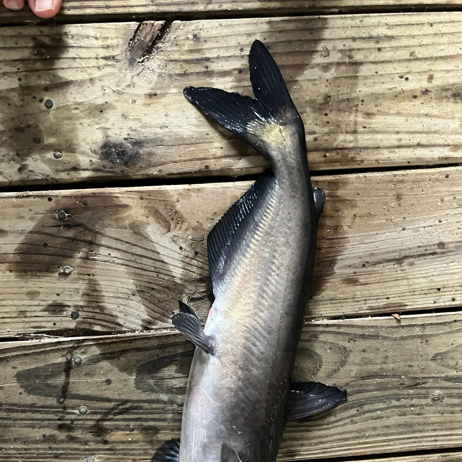 Blue catfish caught on Fishbrain
