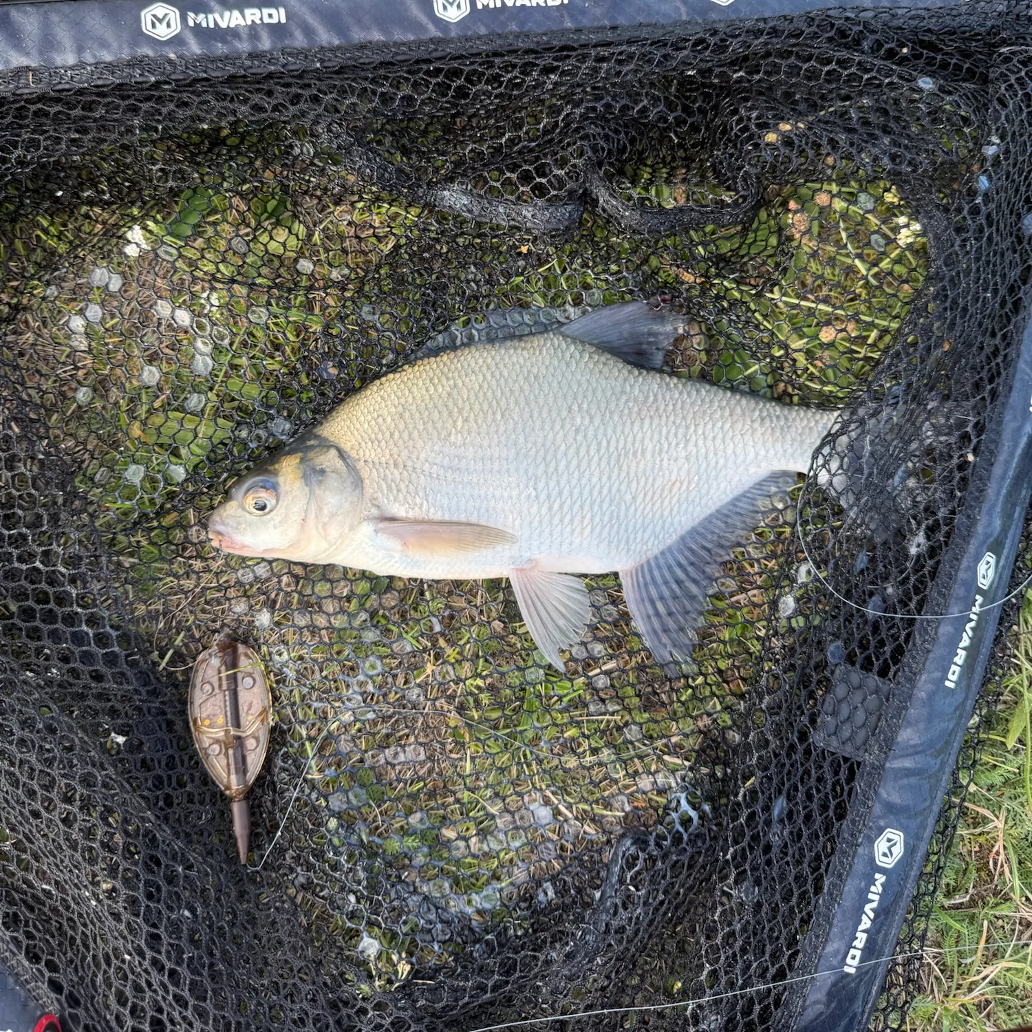Common bream caught on Fishbrain