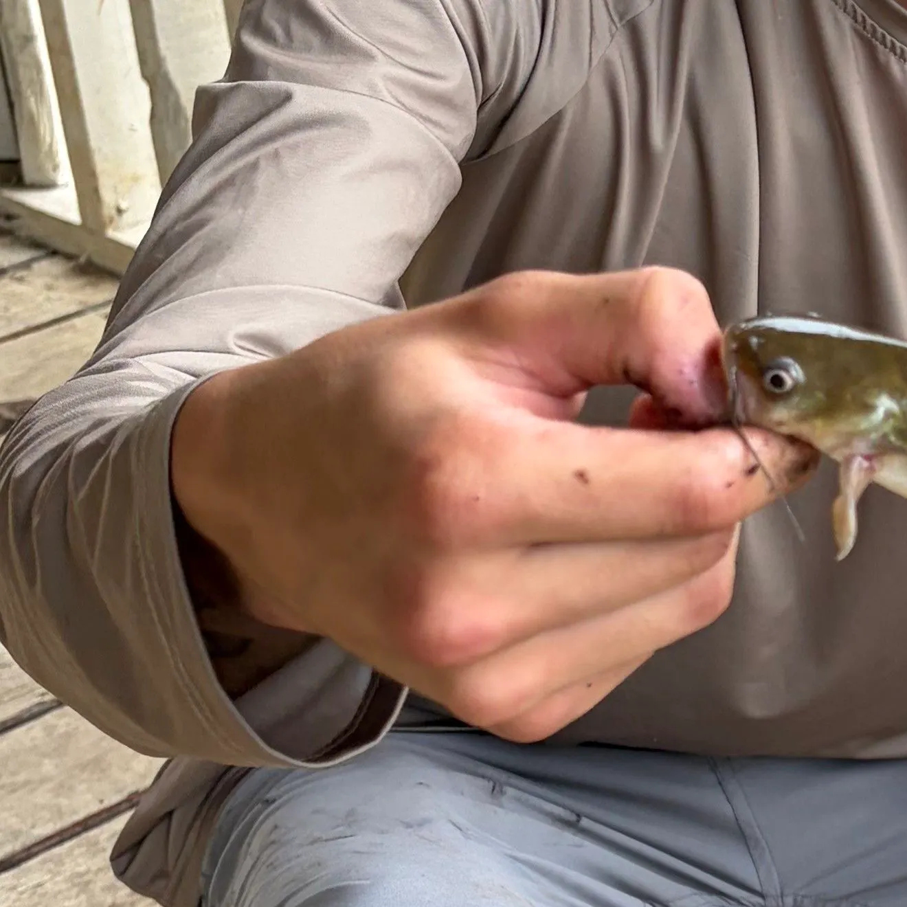 Yellow bullhead caught on Fishbrain