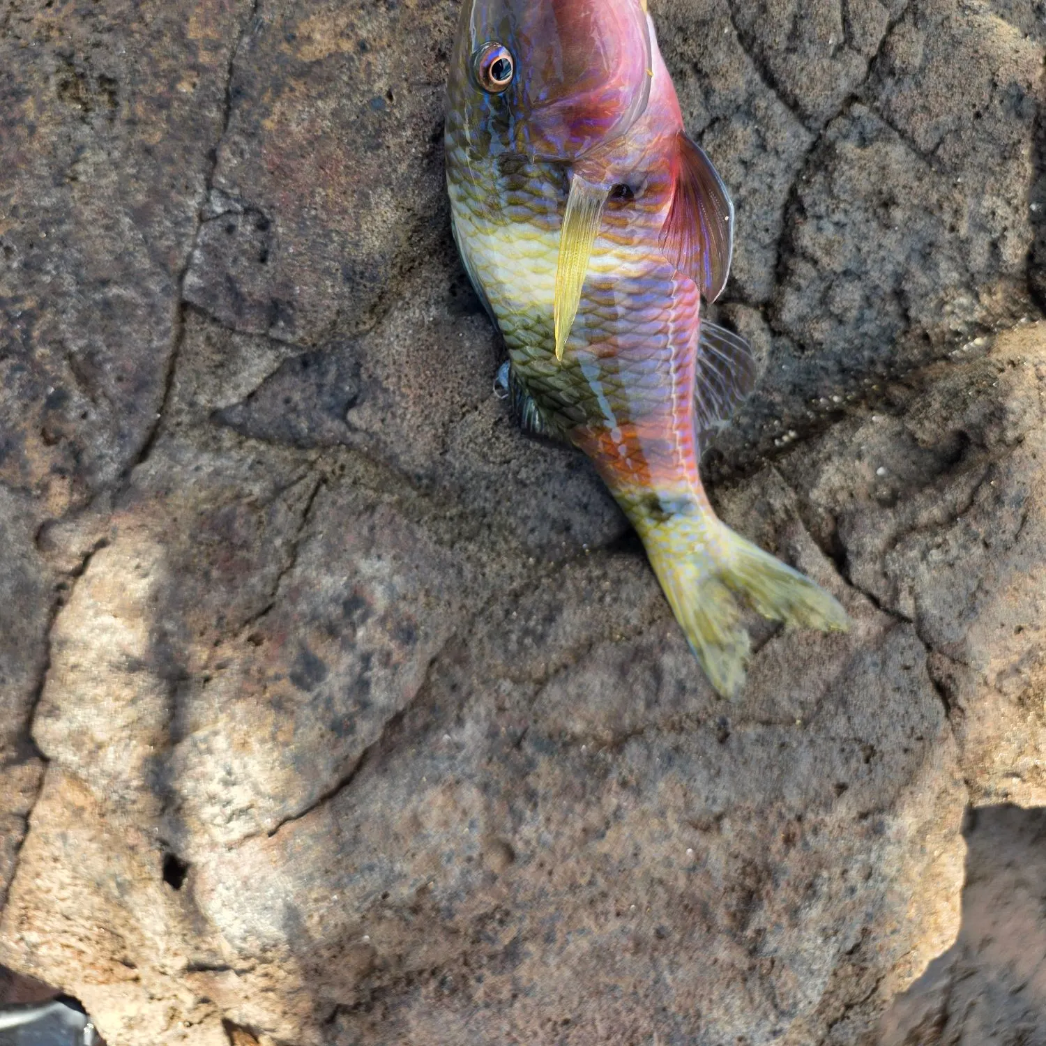 The most recent Island goatfish catches on Fishbrain