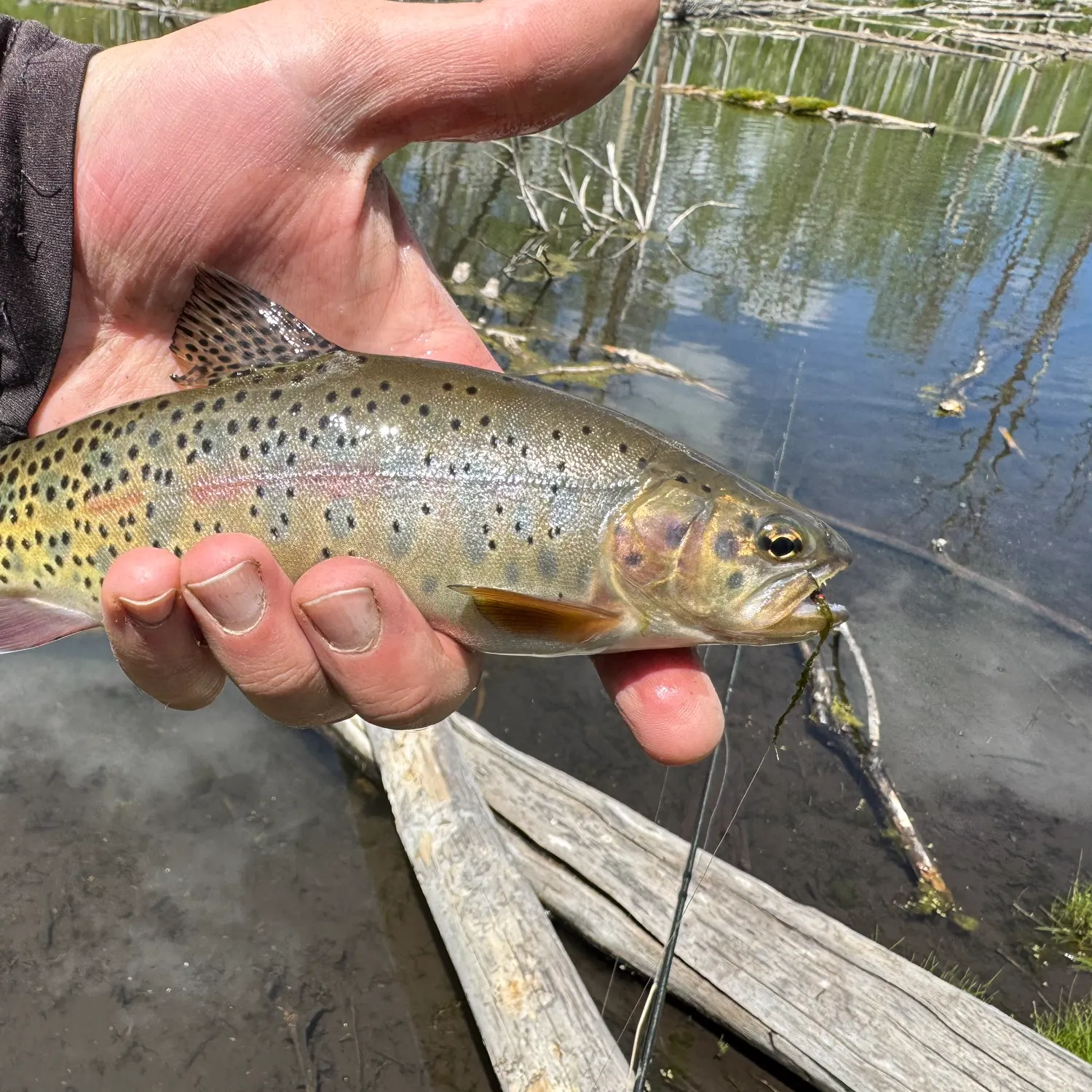 The most recent Cutbow catches on Fishbrain