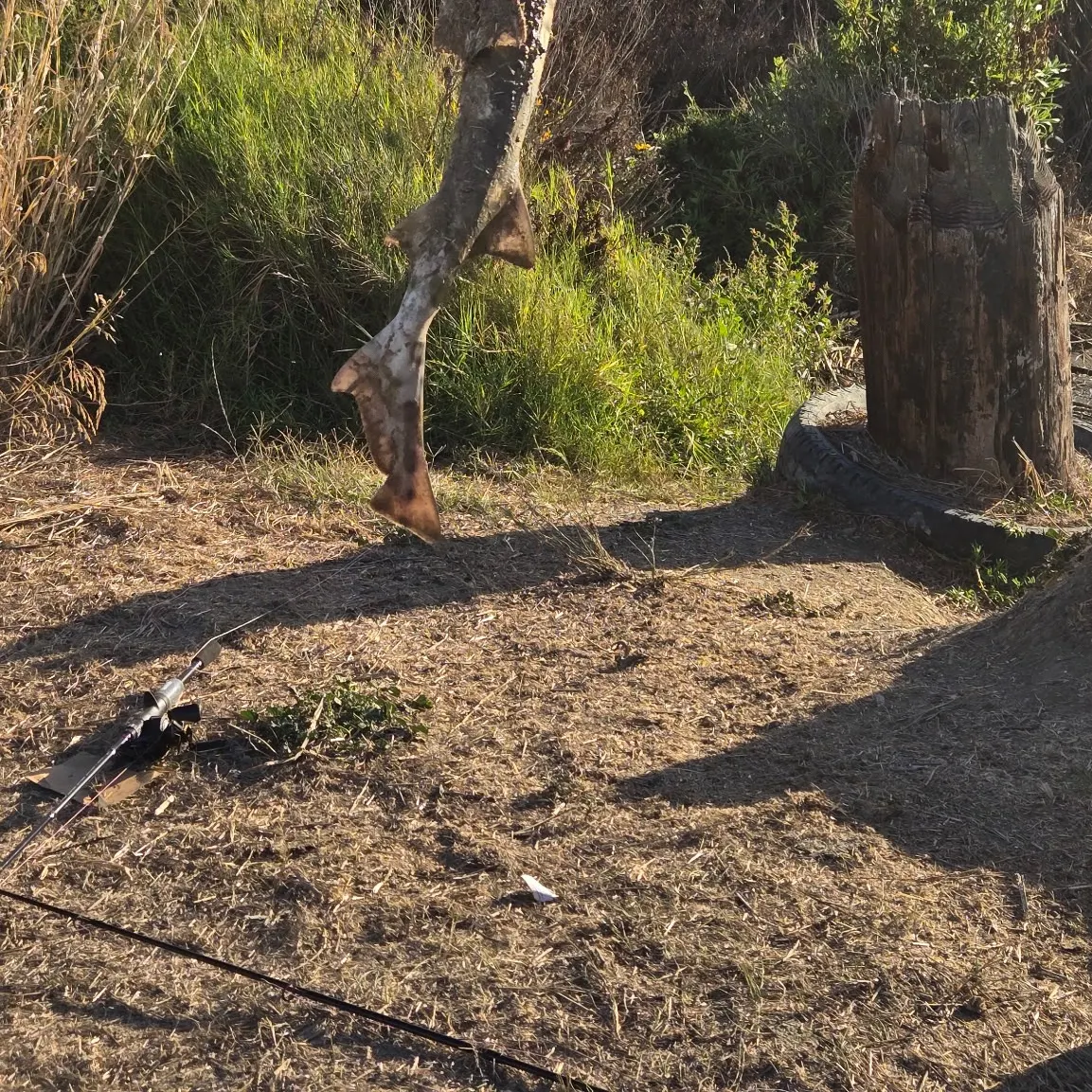 Leopard shark caught on Fishbrain