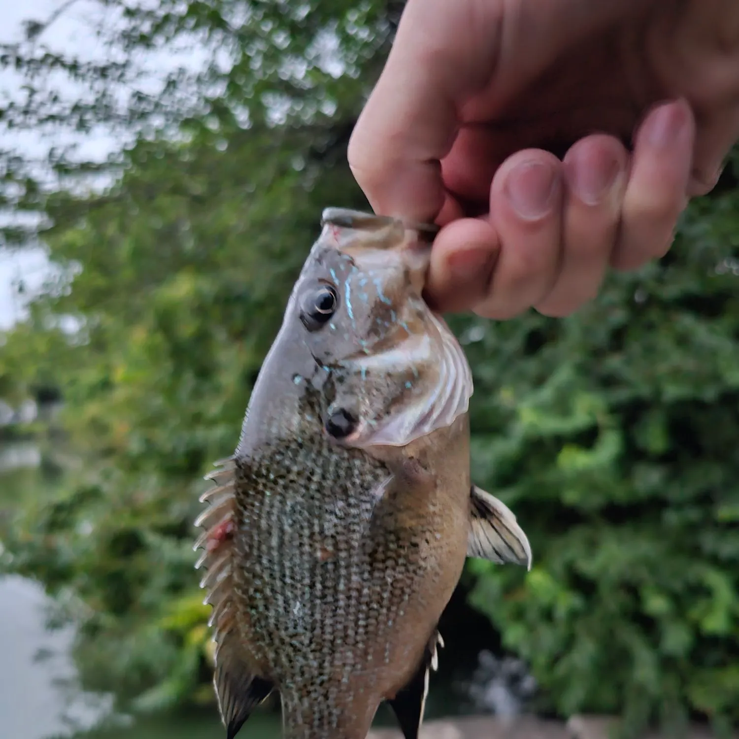 Green sunfish caught on Fishbrain