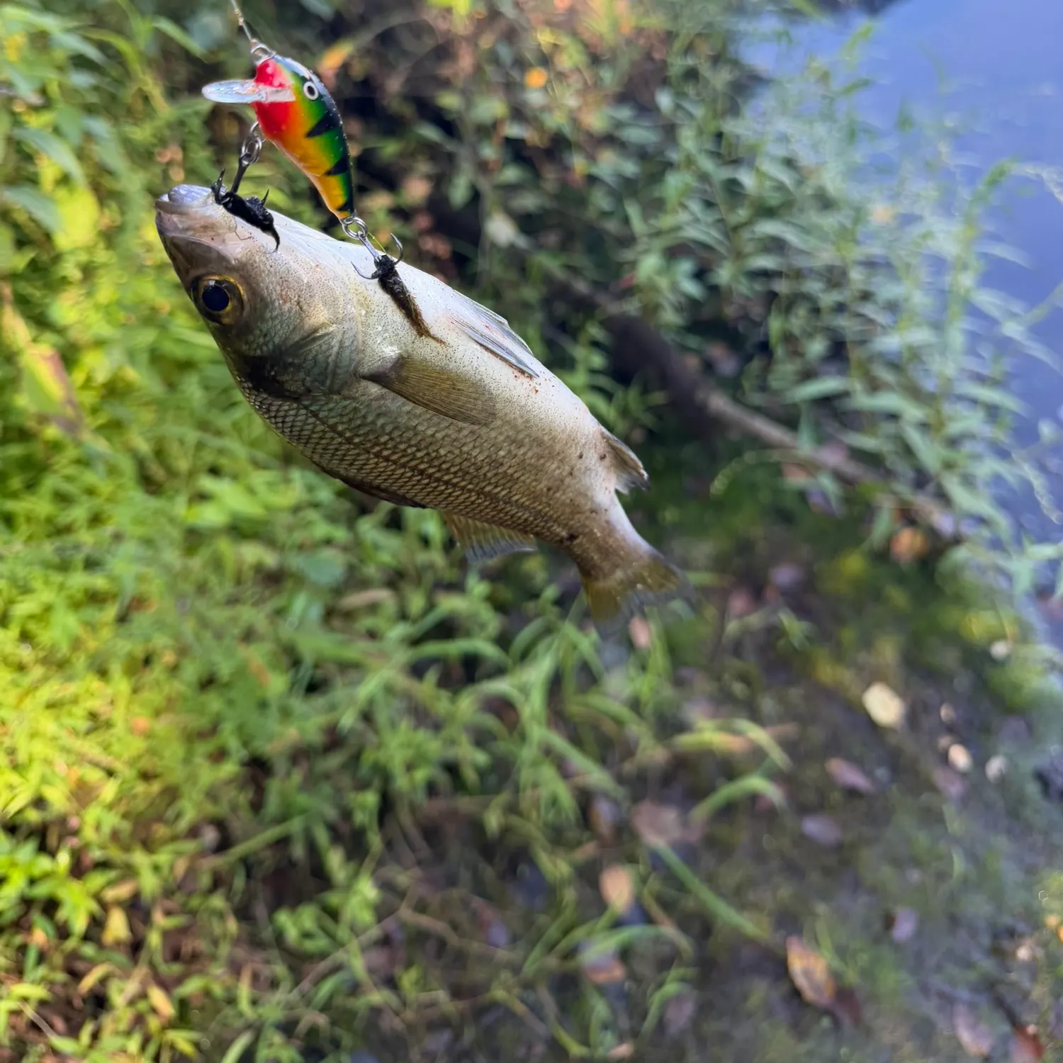 White perch caught on Fishbrain