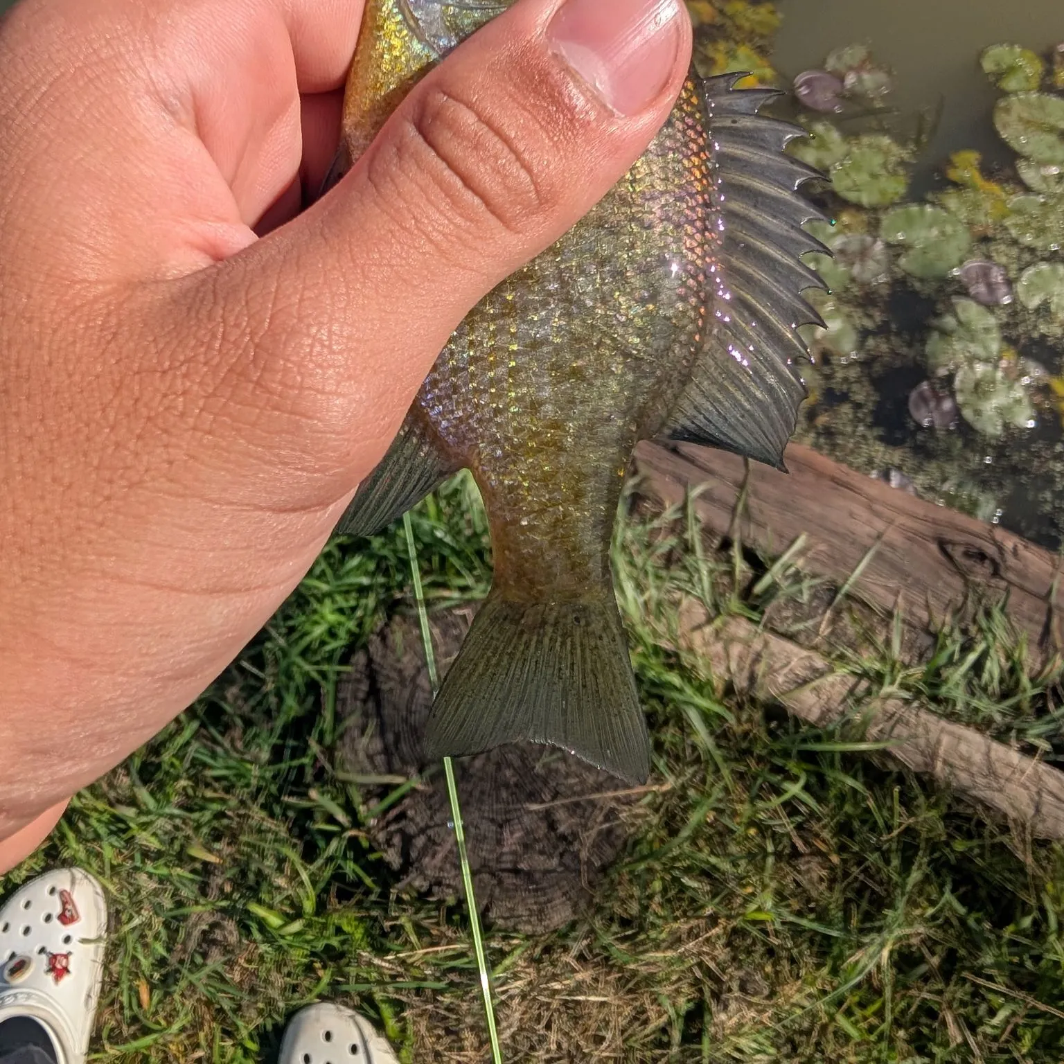 Bluegill caught on Fishbrain