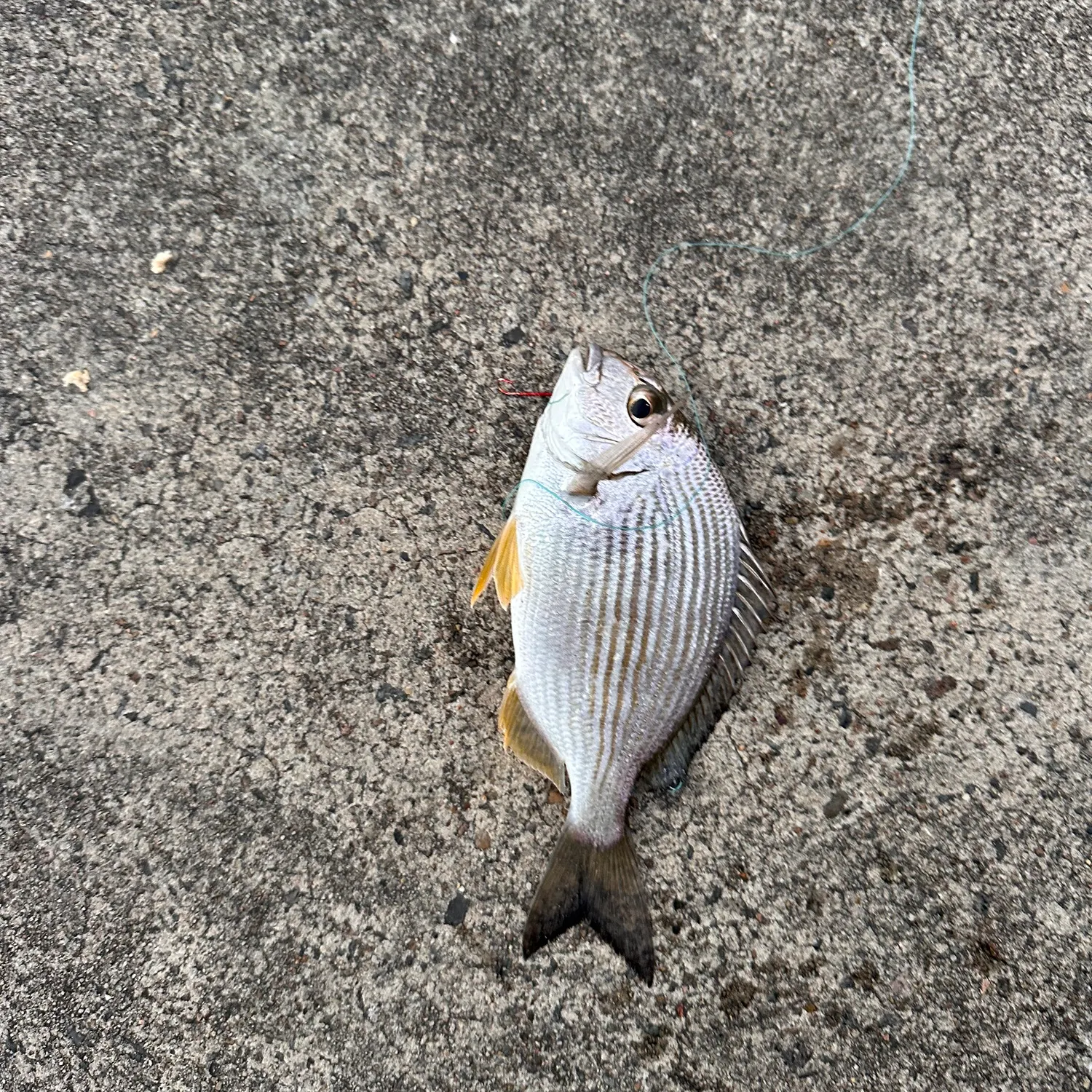 Surf bream caught on Fishbrain