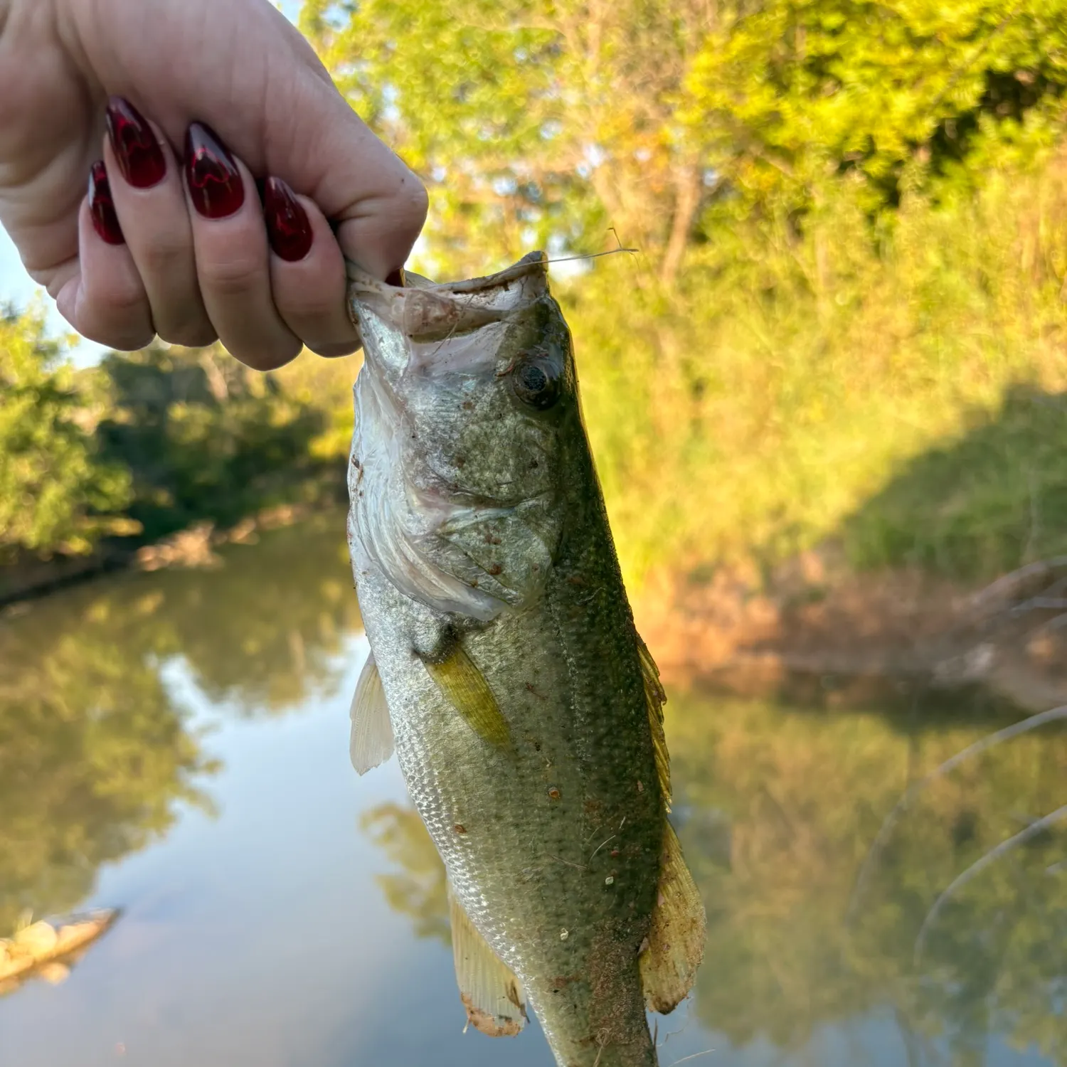 Largemouth bass caught on Fishbrain