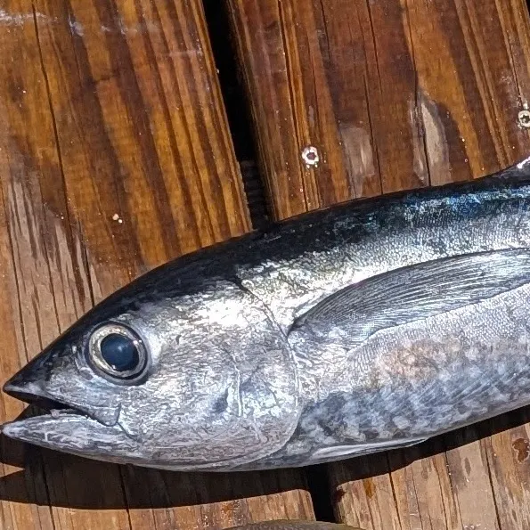 The most recent Blackfin tuna catches on Fishbrain