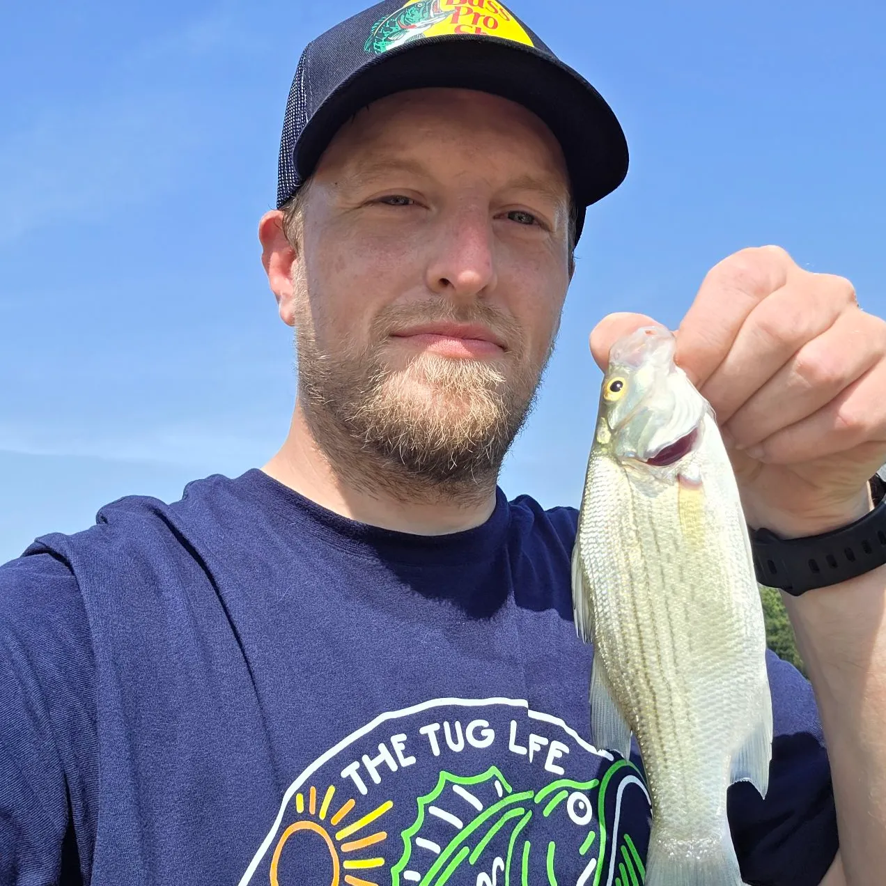 White bass caught on Fishbrain
