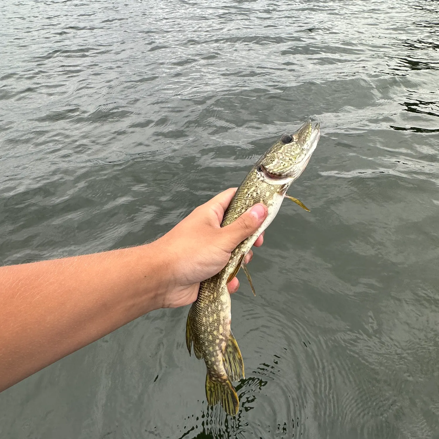 Northern pike caught on Fishbrain
