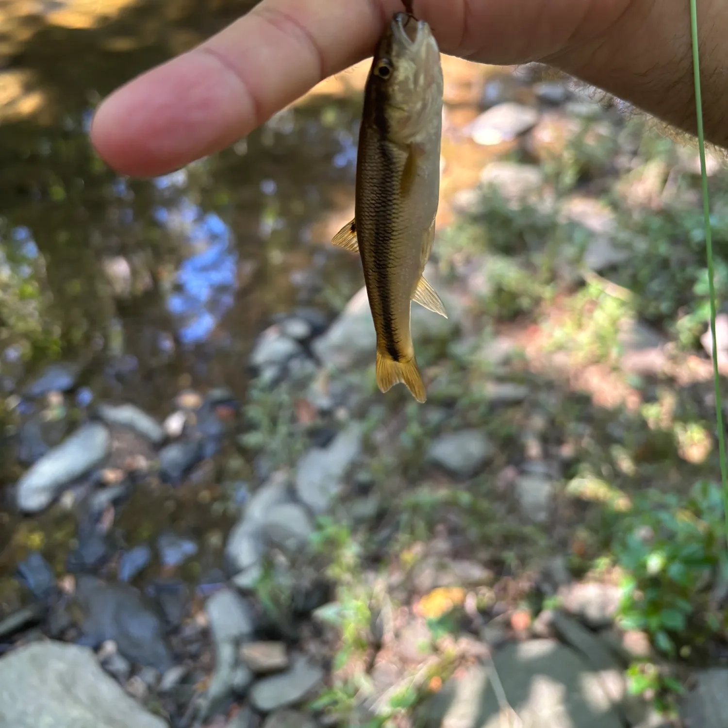 Creek chub caught on Fishbrain