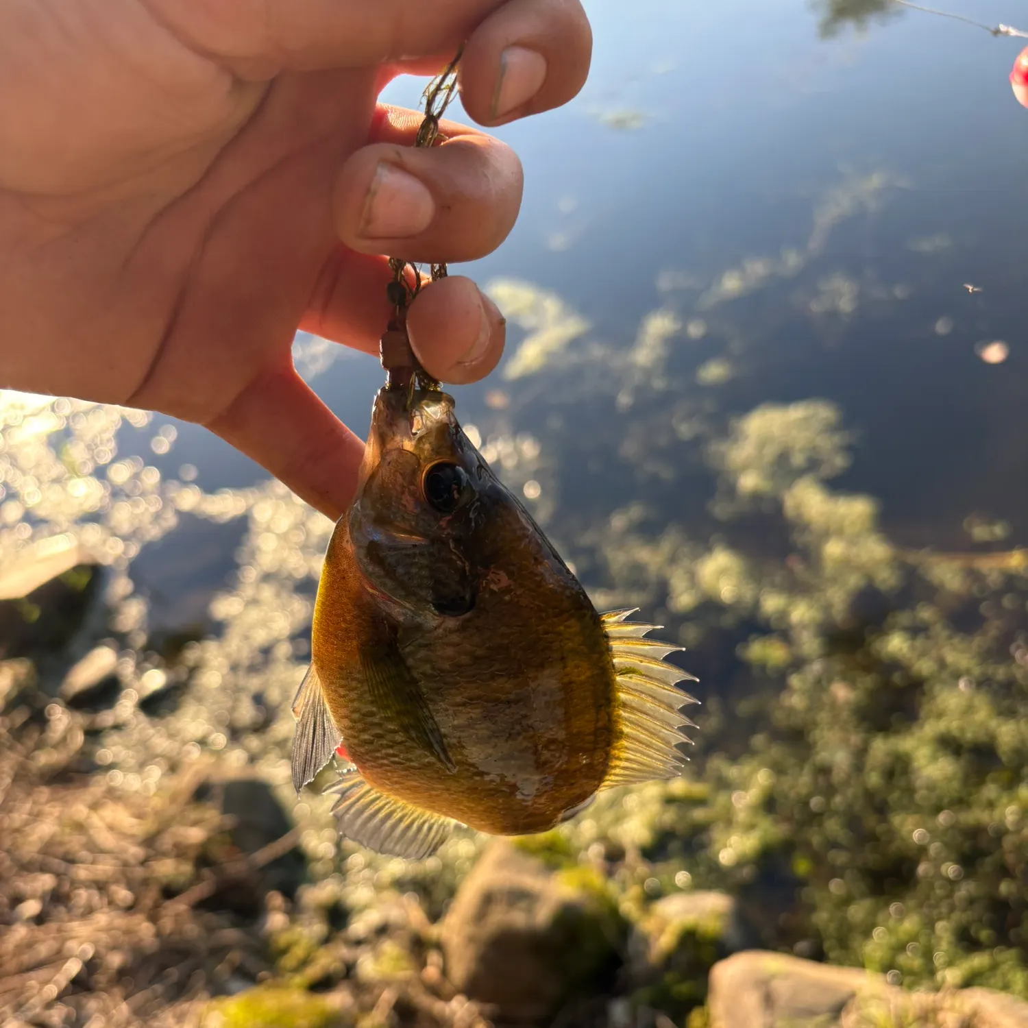 catch