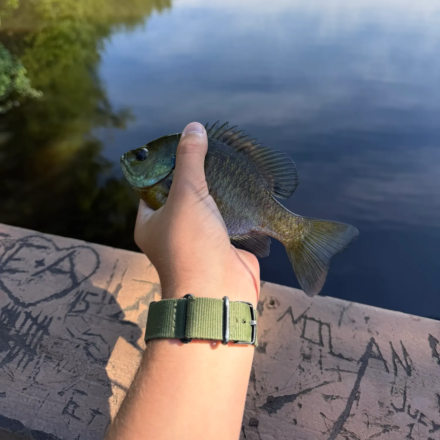recently logged catches