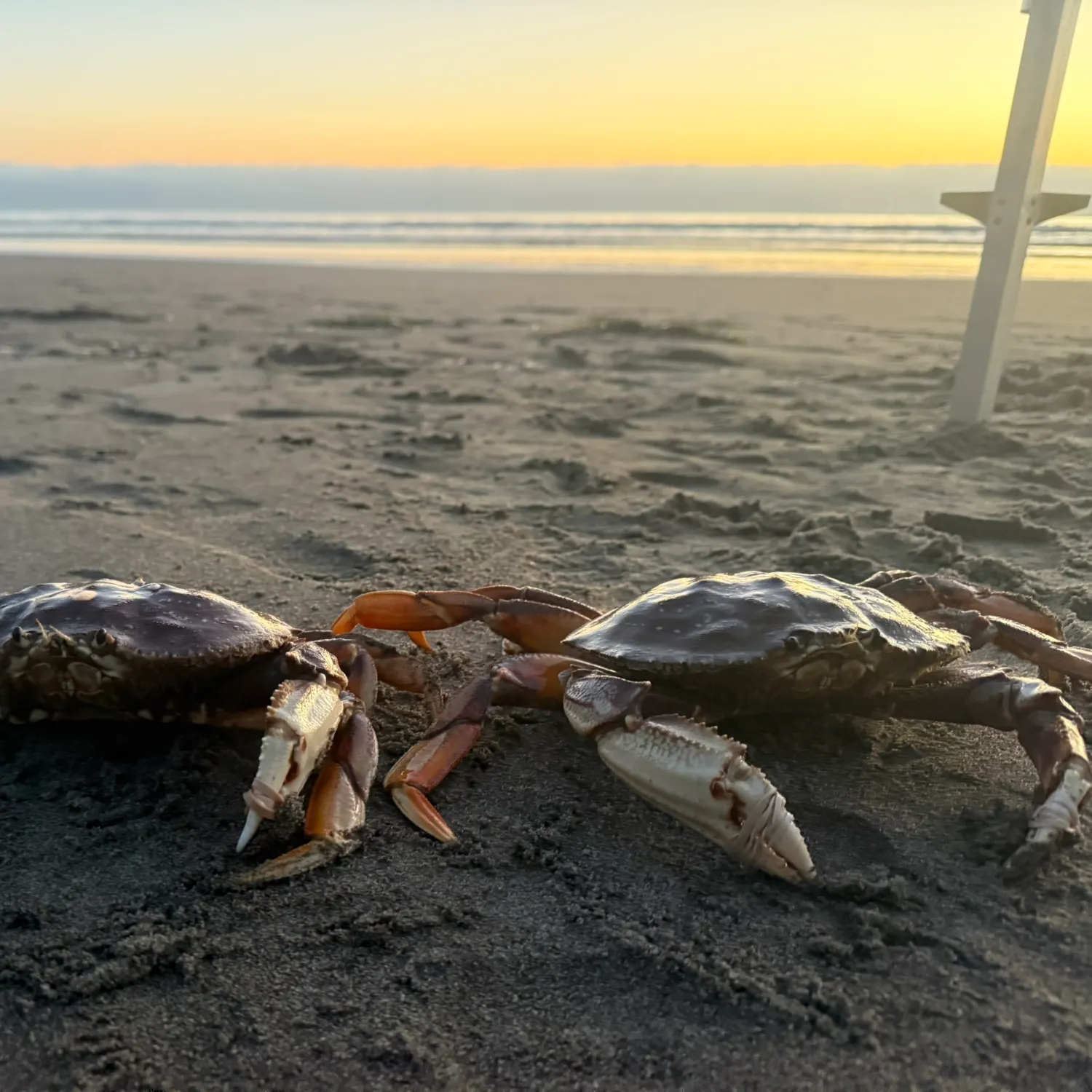 The most recent Dungeness crab catches on Fishbrain