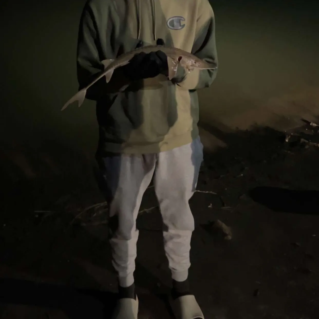 The most recent Pallid sturgeon catches on Fishbrain