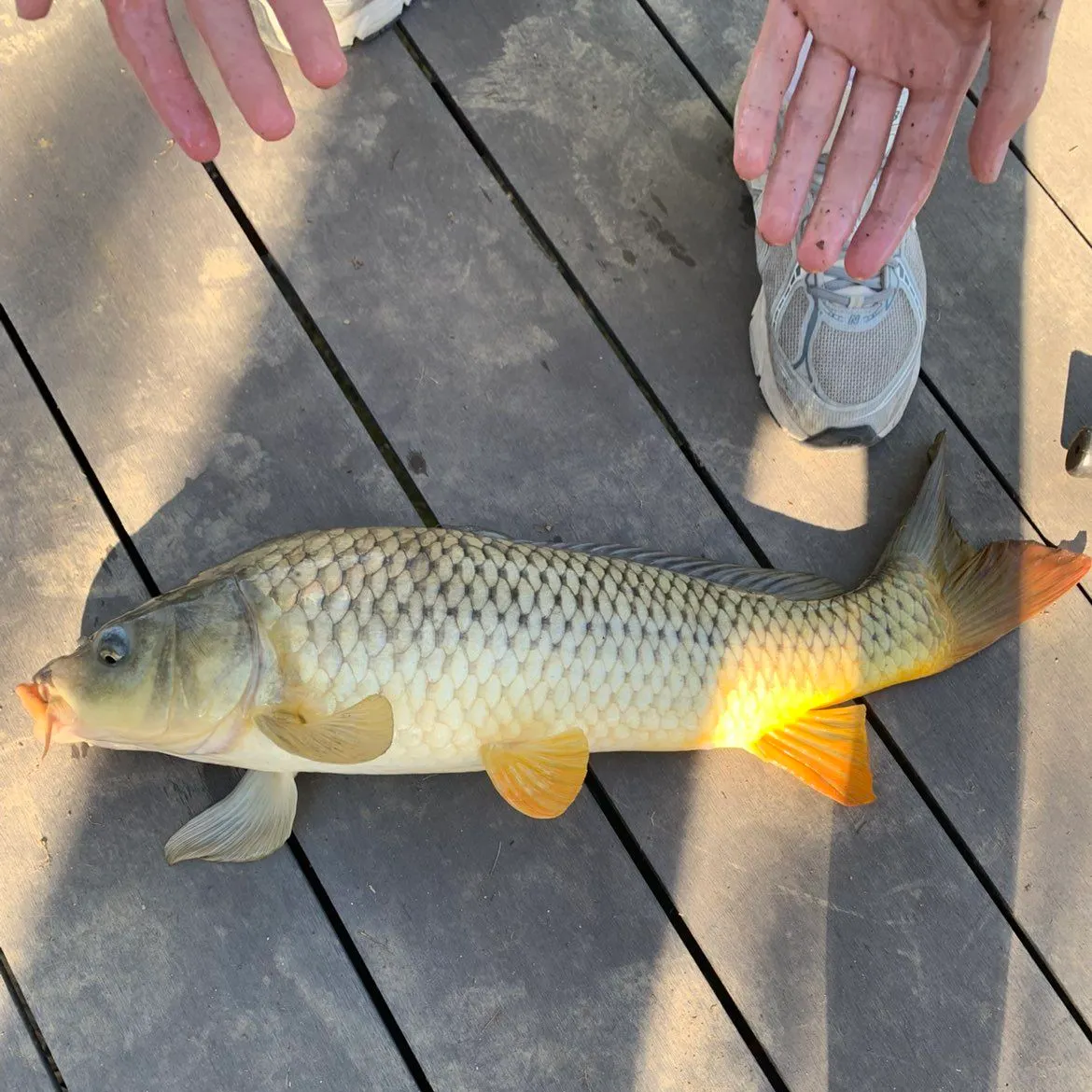 Common carp caught on Fishbrain