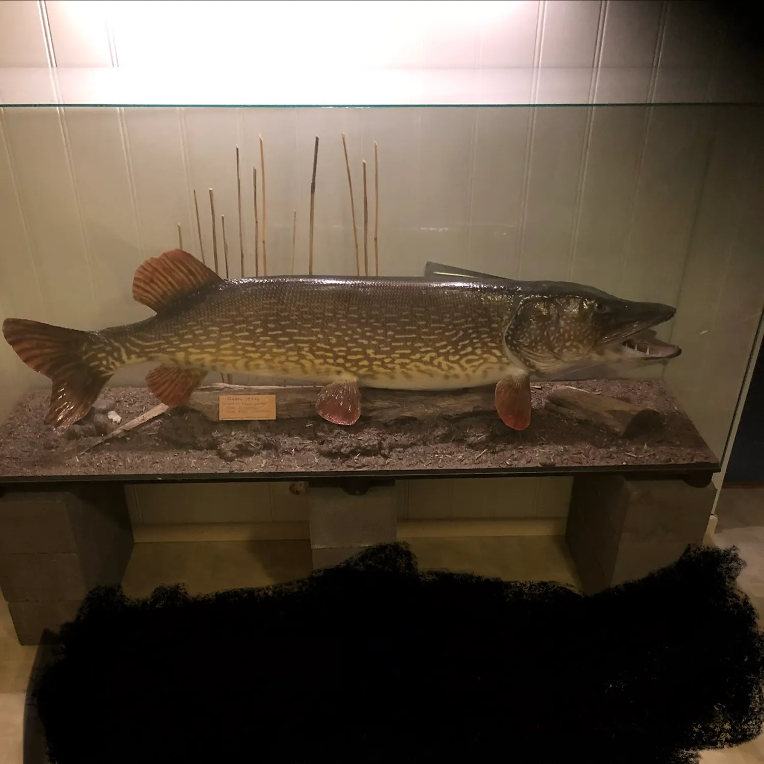 Northern pike caught on Fishbrain