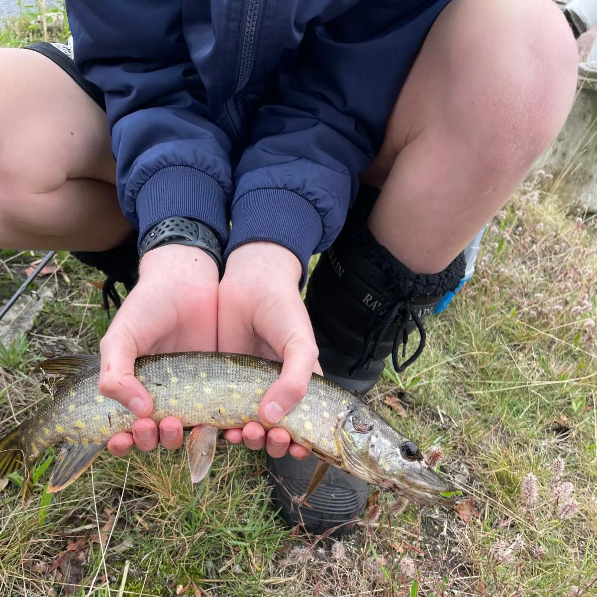 Northern pike caught on Fishbrain