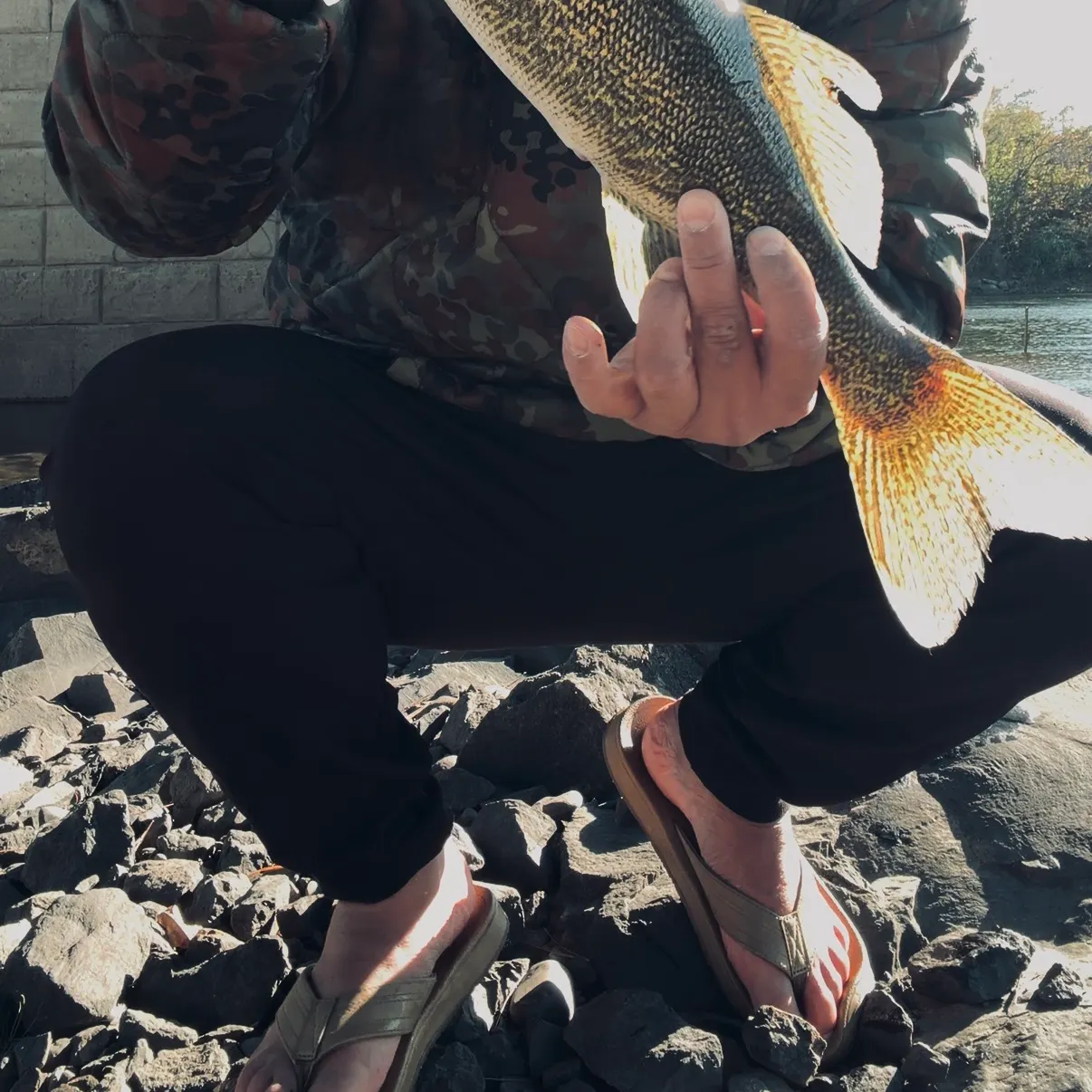 Walleye caught on Fishbrain
